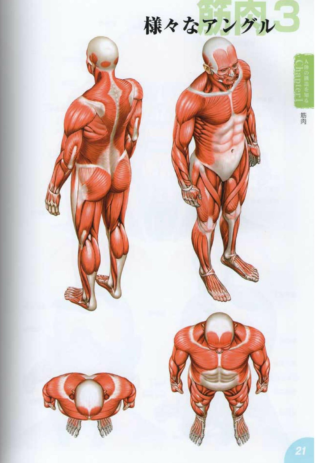 How to draw a character drawing from a human anatomical chart 20