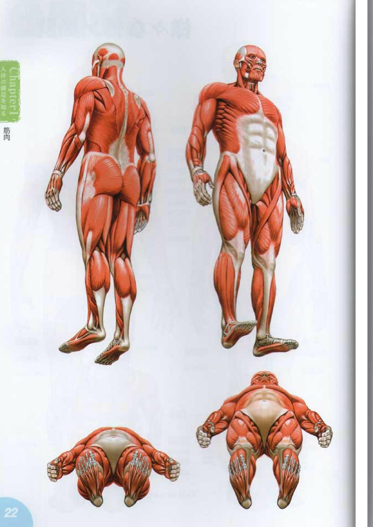 How to draw a character drawing from a human anatomical chart 21