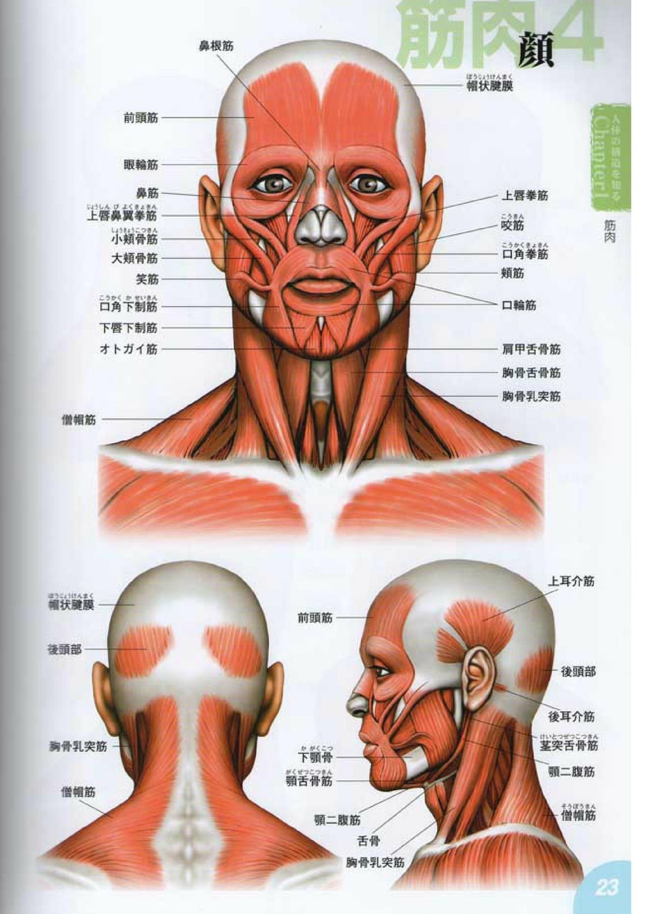 How to draw a character drawing from a human anatomical chart 22