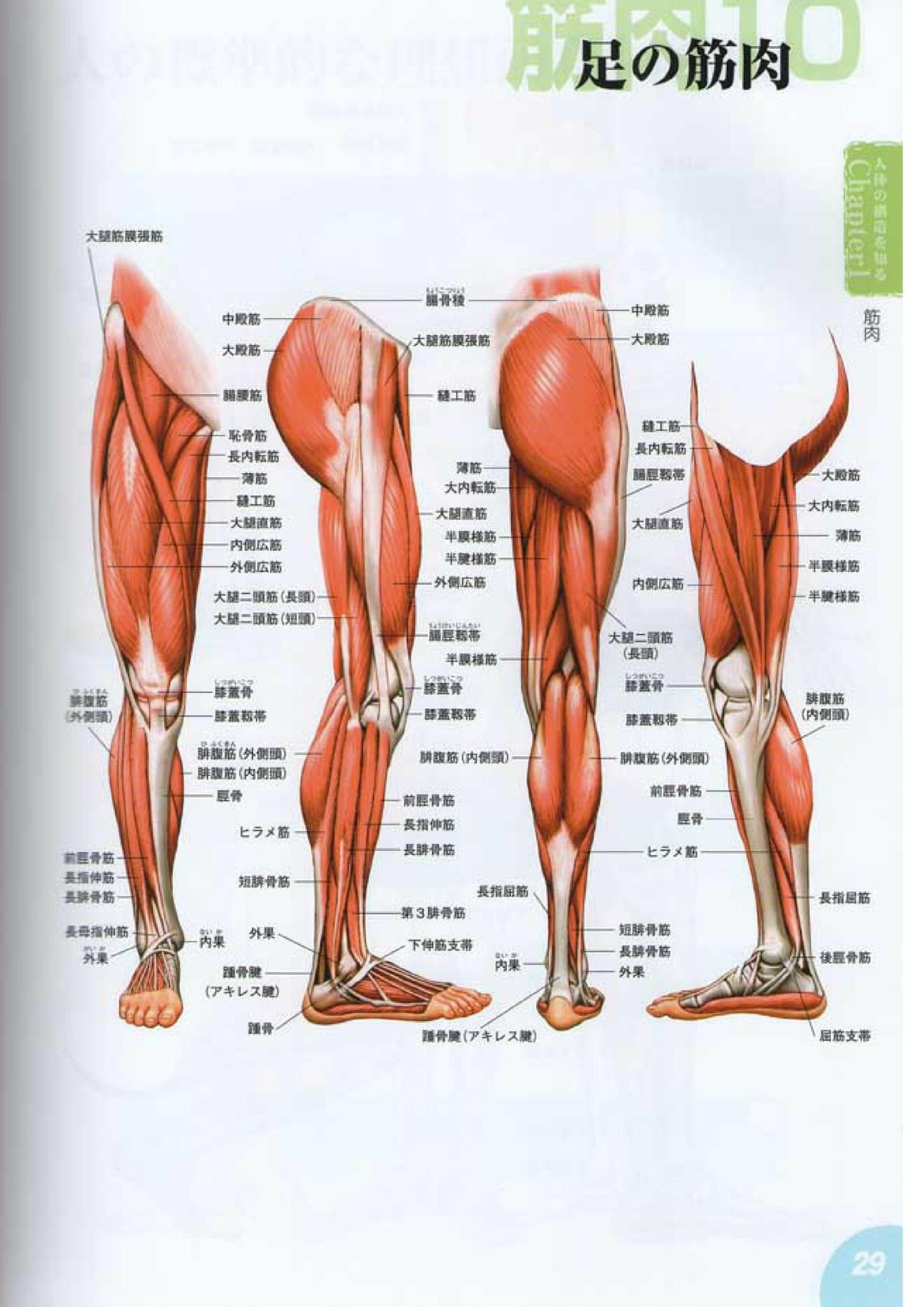 How to draw a character drawing from a human anatomical chart 28