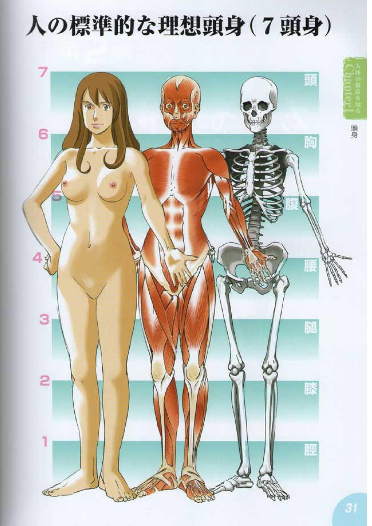 How to draw a character drawing from a human anatomical chart 30