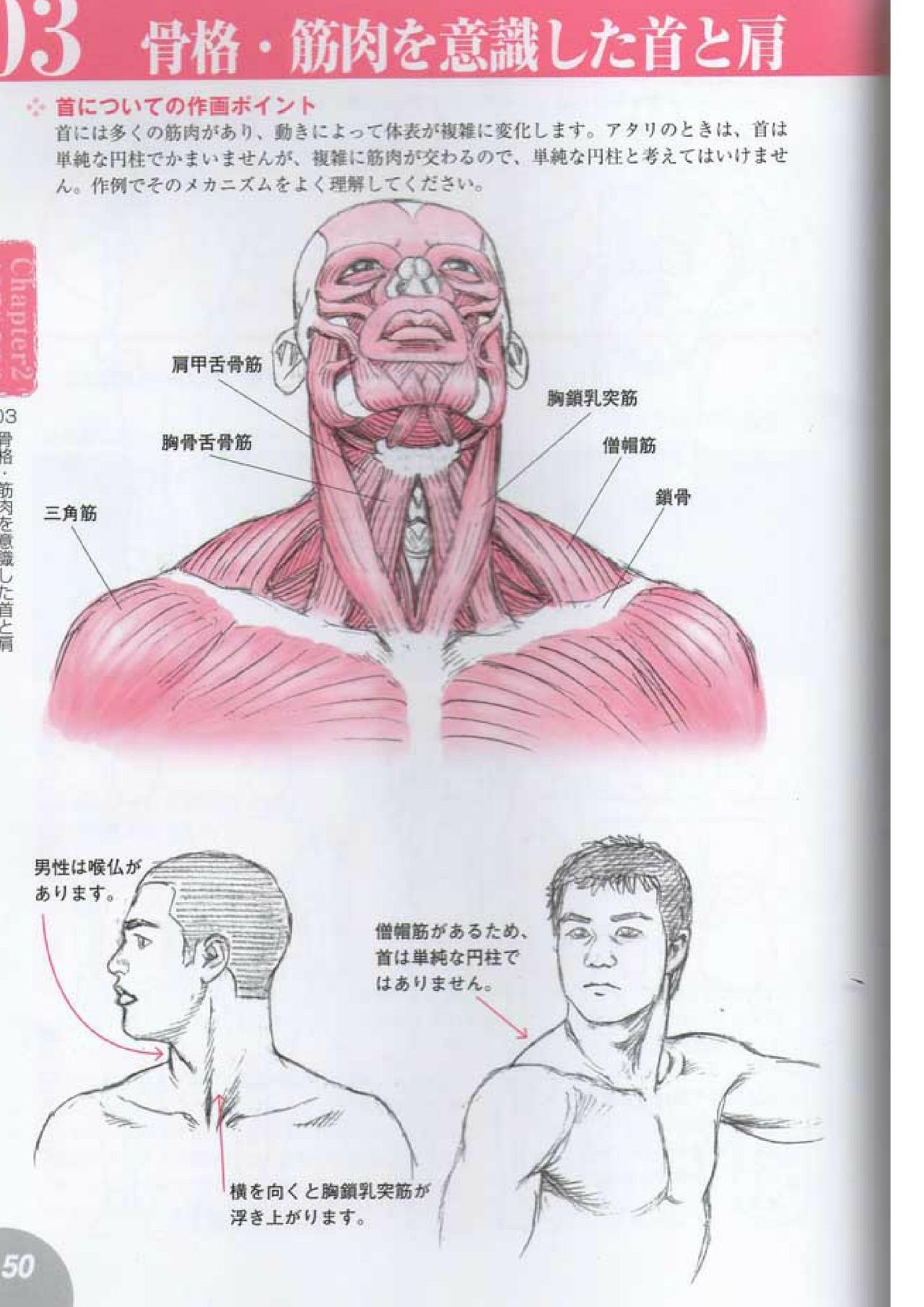 How to draw a character drawing from a human anatomical chart 48