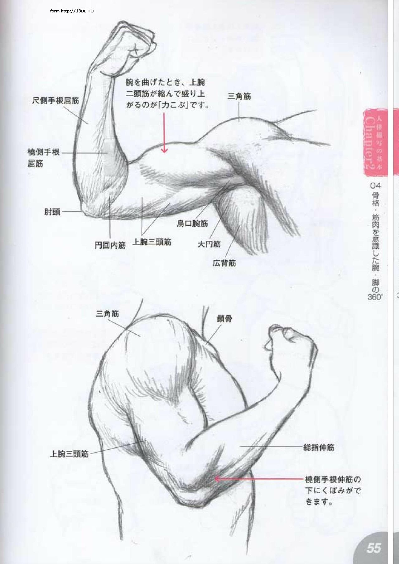 How to draw a character drawing from a human anatomical chart 53