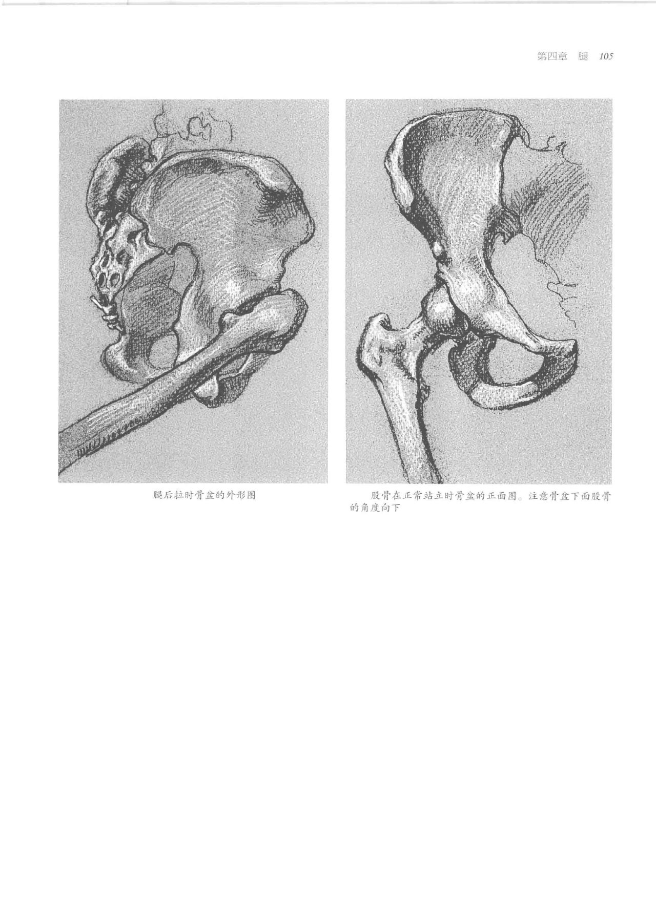 Anatomy-A Complete Guide for Artists - Joseph Sheppard [Chinese] 105