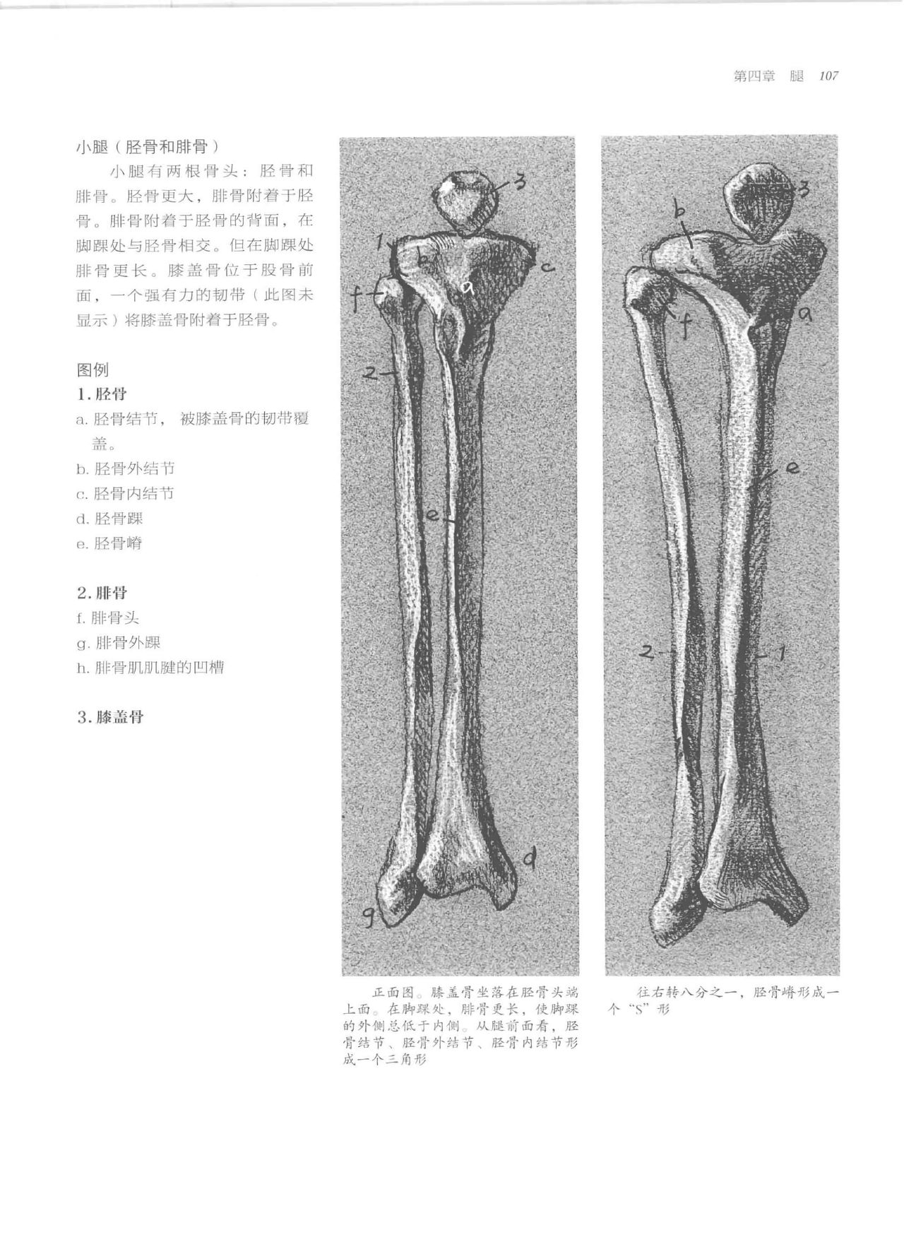 Anatomy-A Complete Guide for Artists - Joseph Sheppard [Chinese] 107