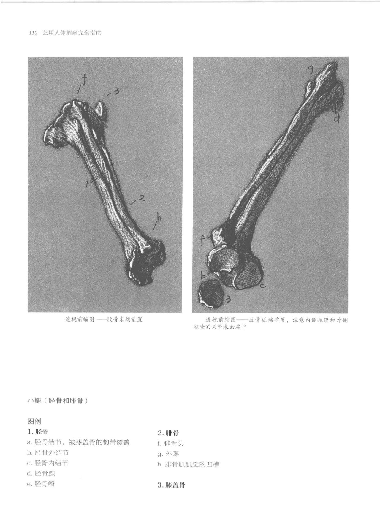 Anatomy-A Complete Guide for Artists - Joseph Sheppard [Chinese] 110