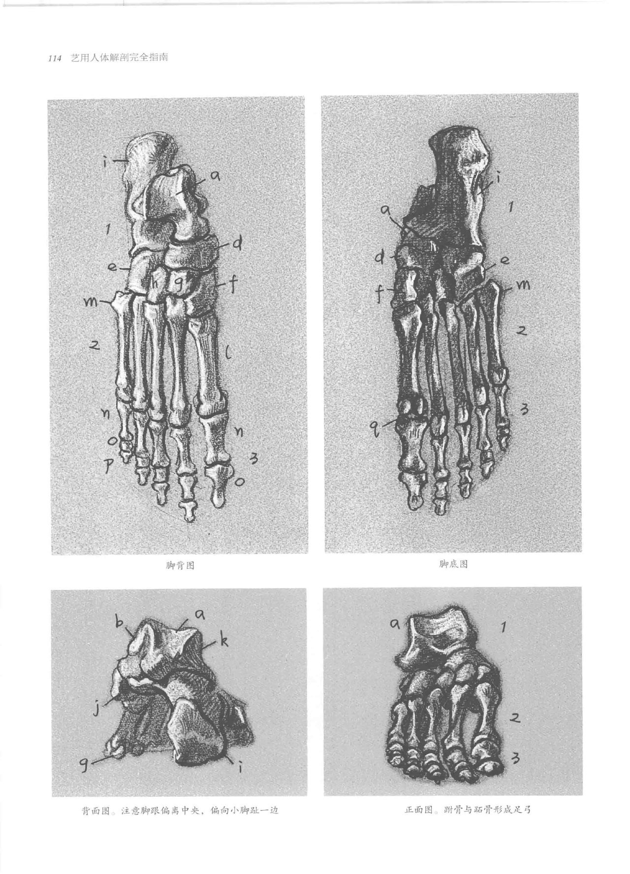 Anatomy-A Complete Guide for Artists - Joseph Sheppard [Chinese] 114