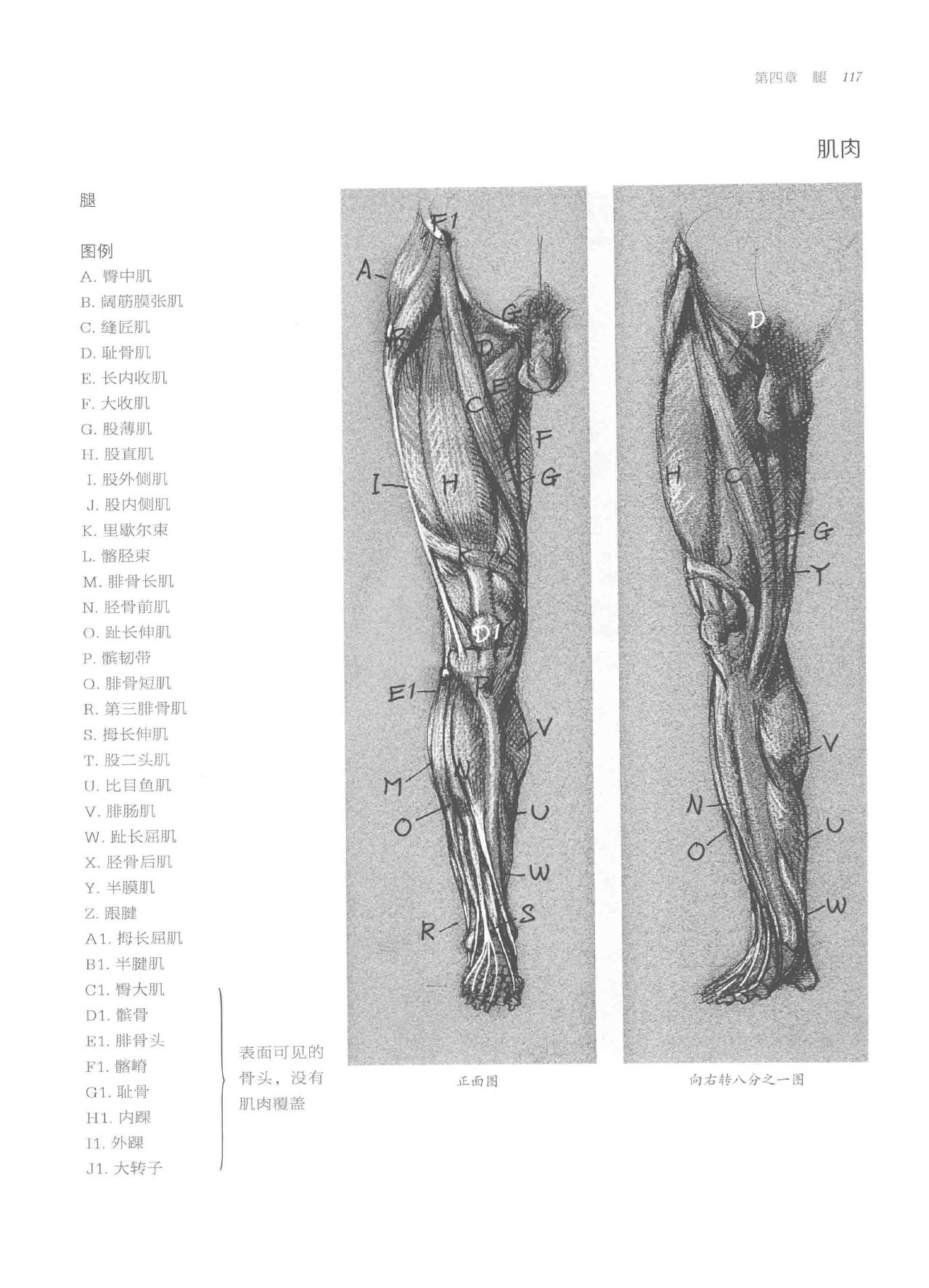 Anatomy-A Complete Guide for Artists - Joseph Sheppard [Chinese] 117