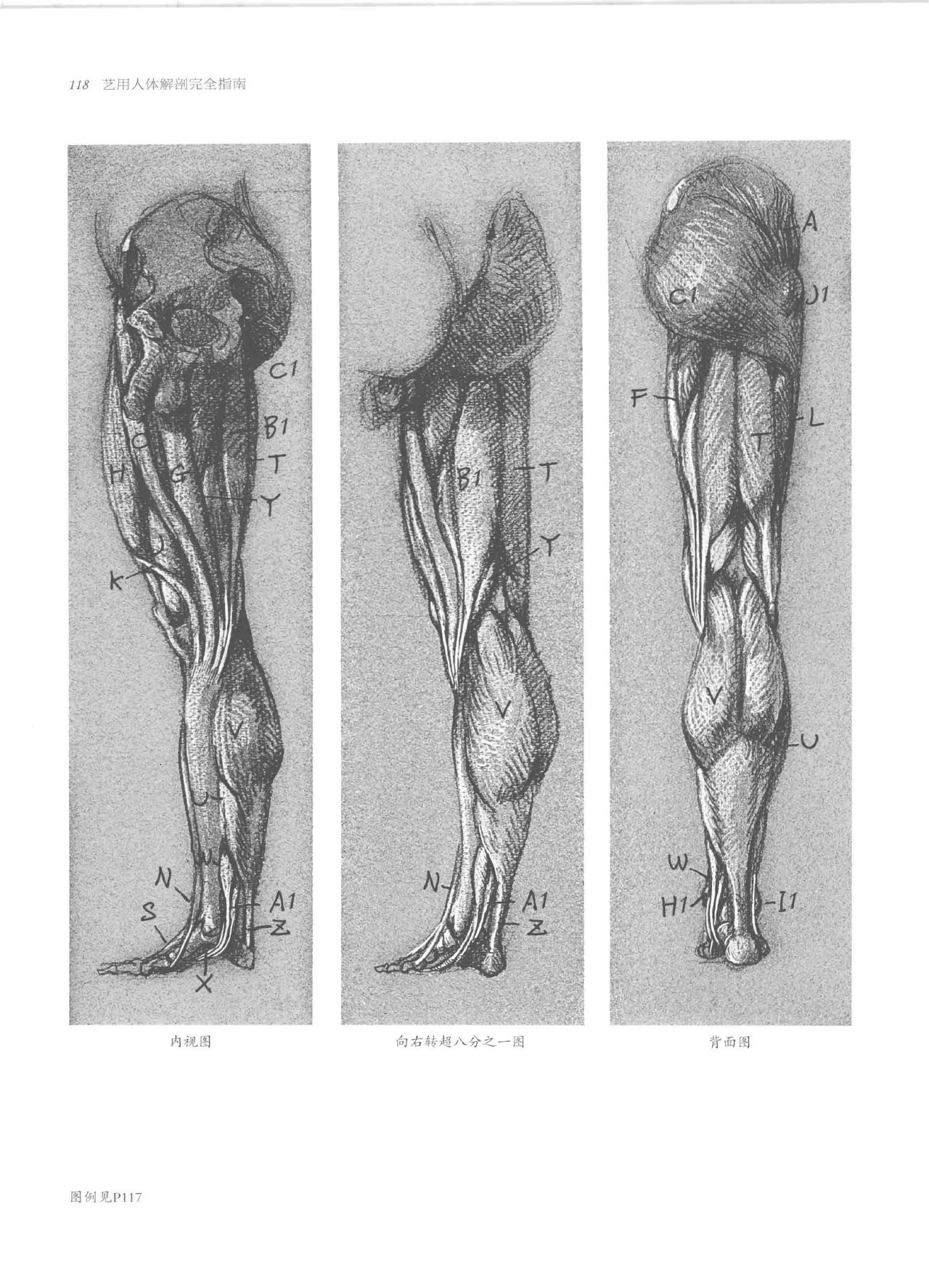 Anatomy-A Complete Guide for Artists - Joseph Sheppard [Chinese] 118