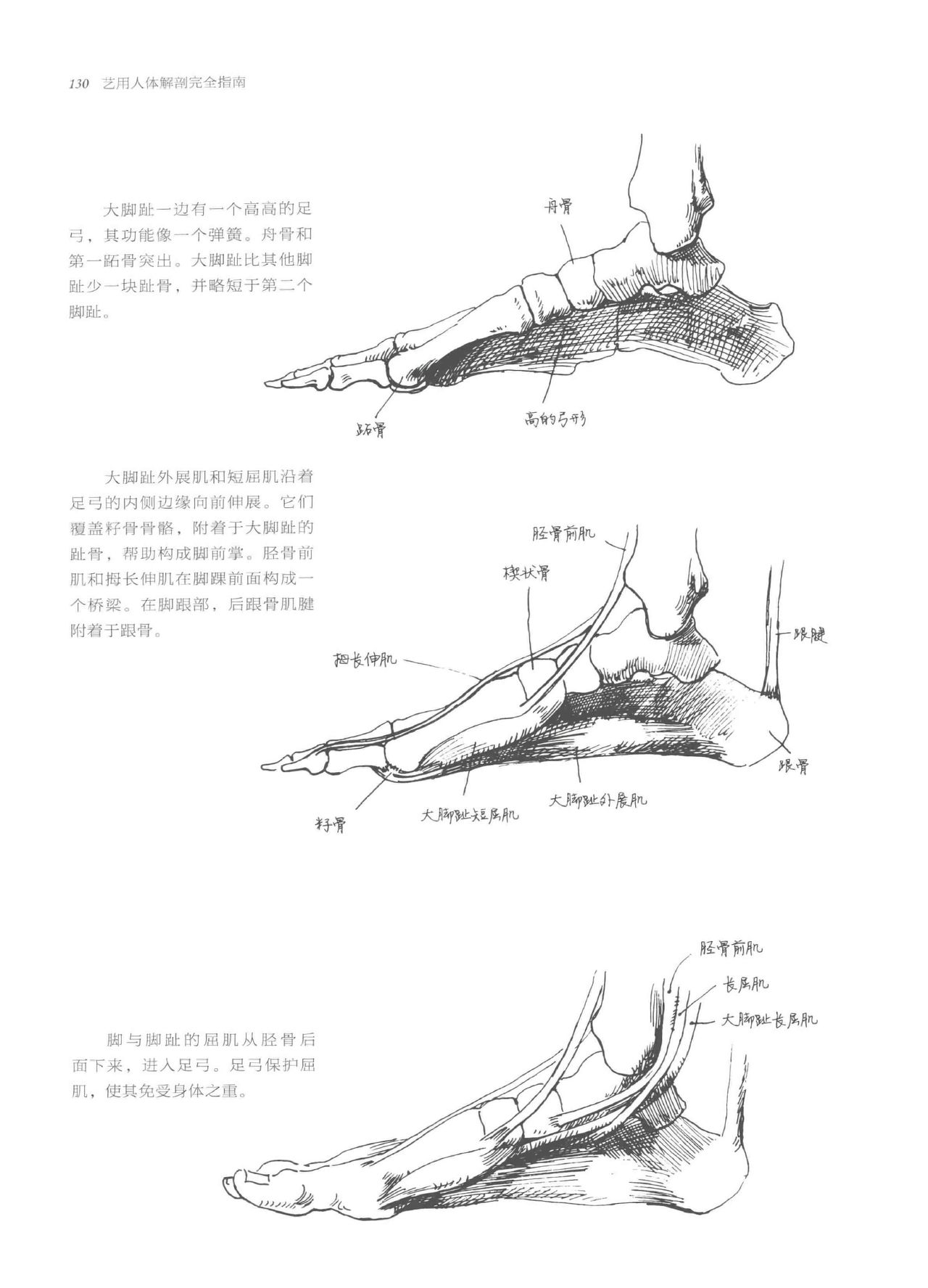 Anatomy-A Complete Guide for Artists - Joseph Sheppard [Chinese] 130
