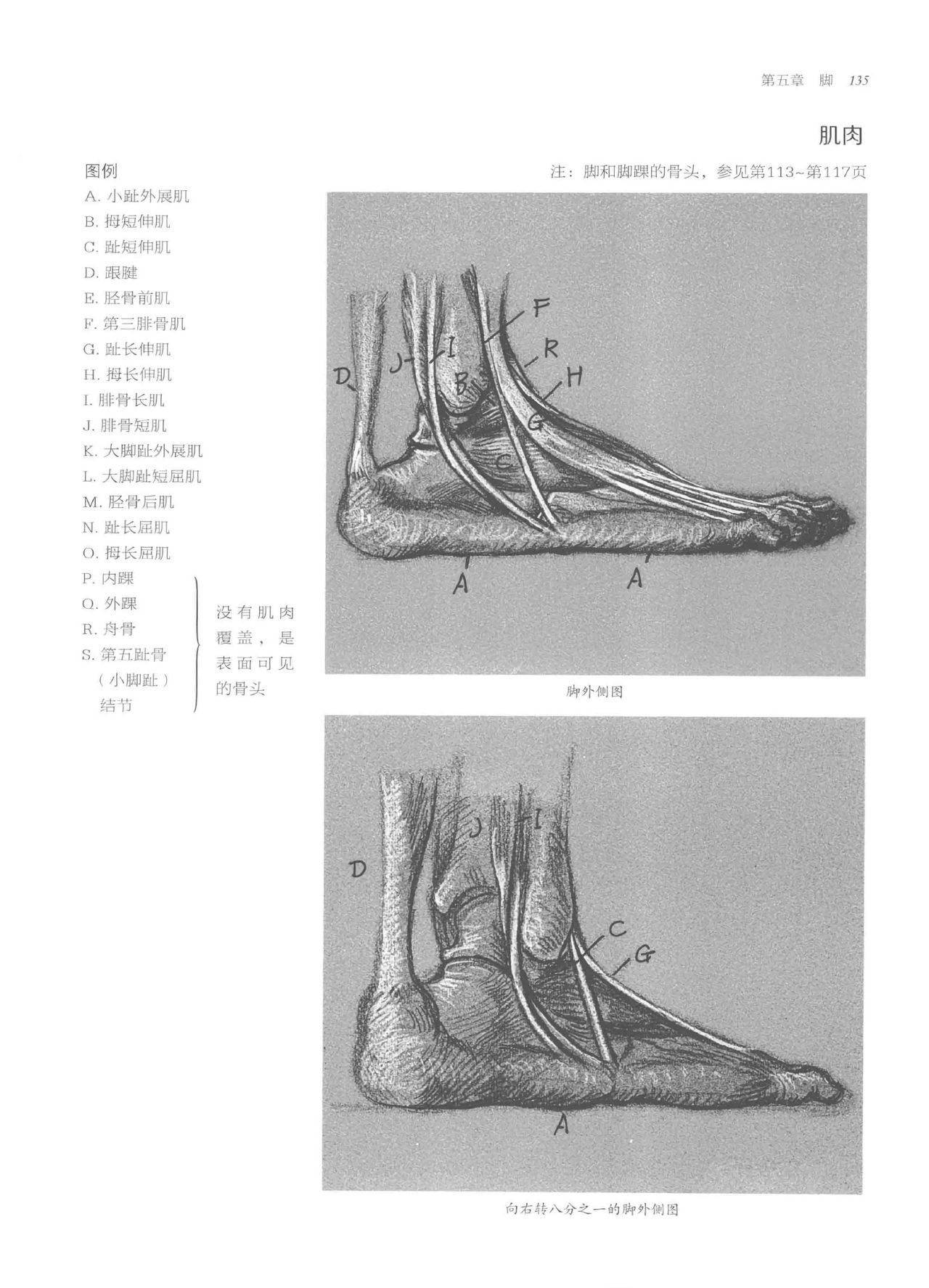 Anatomy-A Complete Guide for Artists - Joseph Sheppard [Chinese] 135