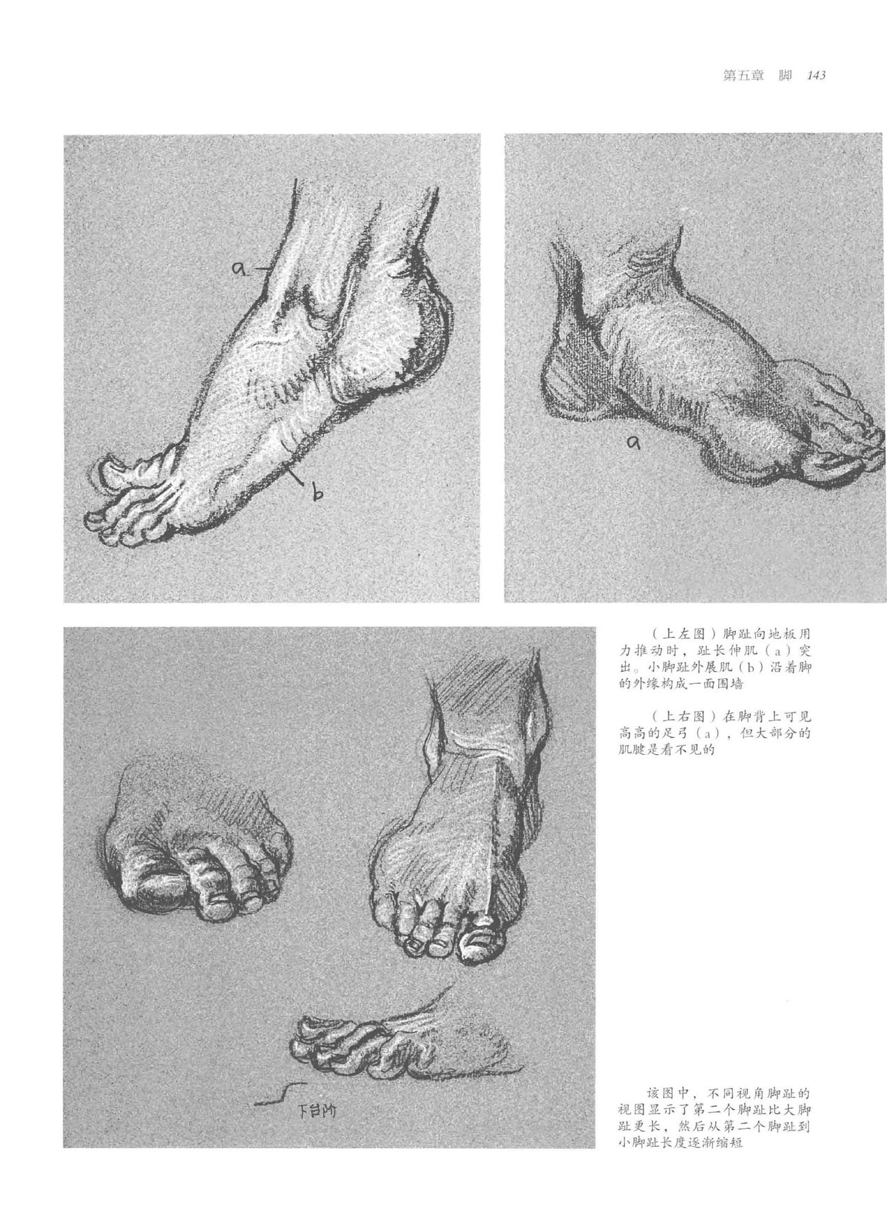 Anatomy-A Complete Guide for Artists - Joseph Sheppard [Chinese] 143