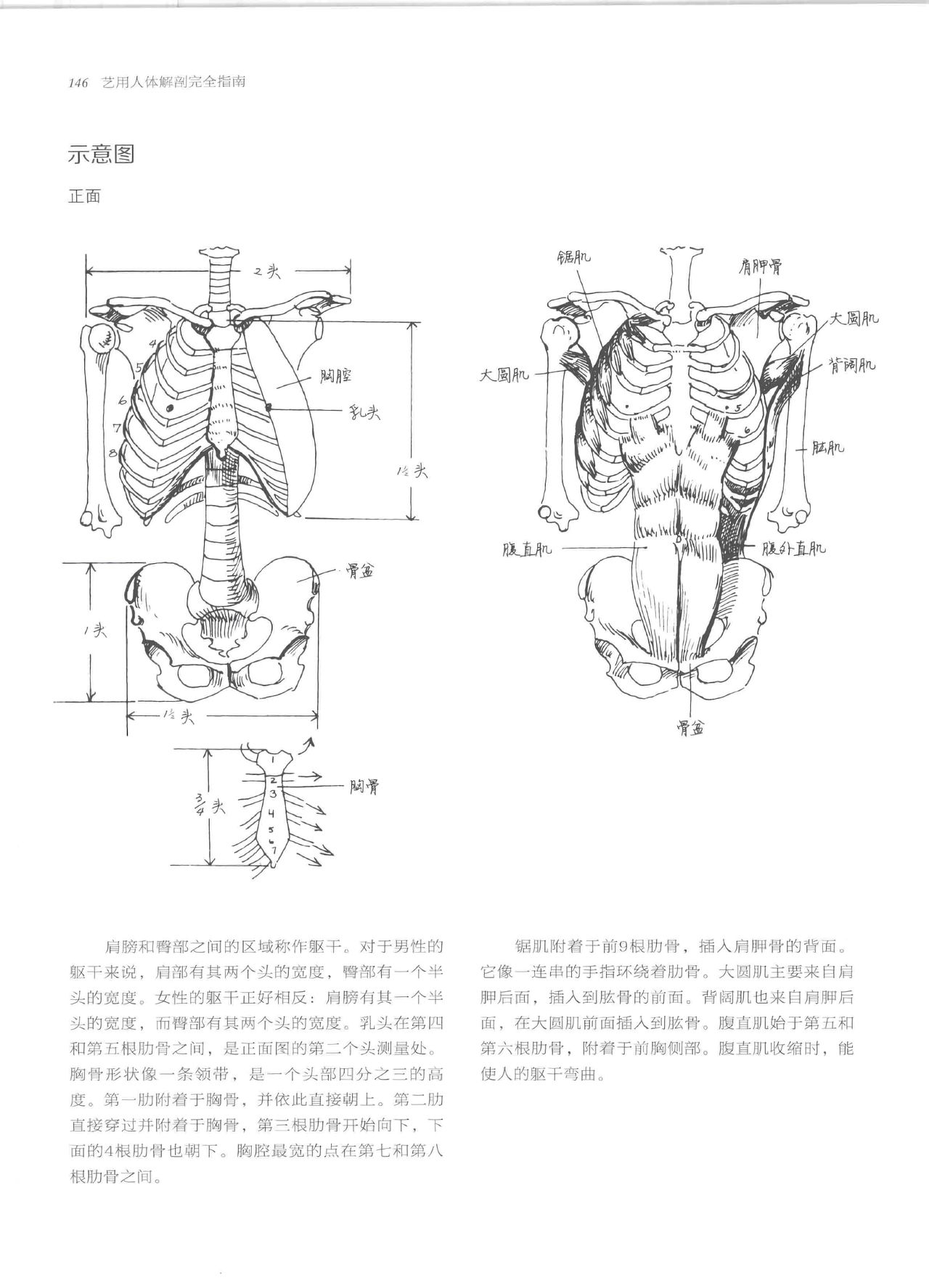 Anatomy-A Complete Guide for Artists - Joseph Sheppard [Chinese] 146