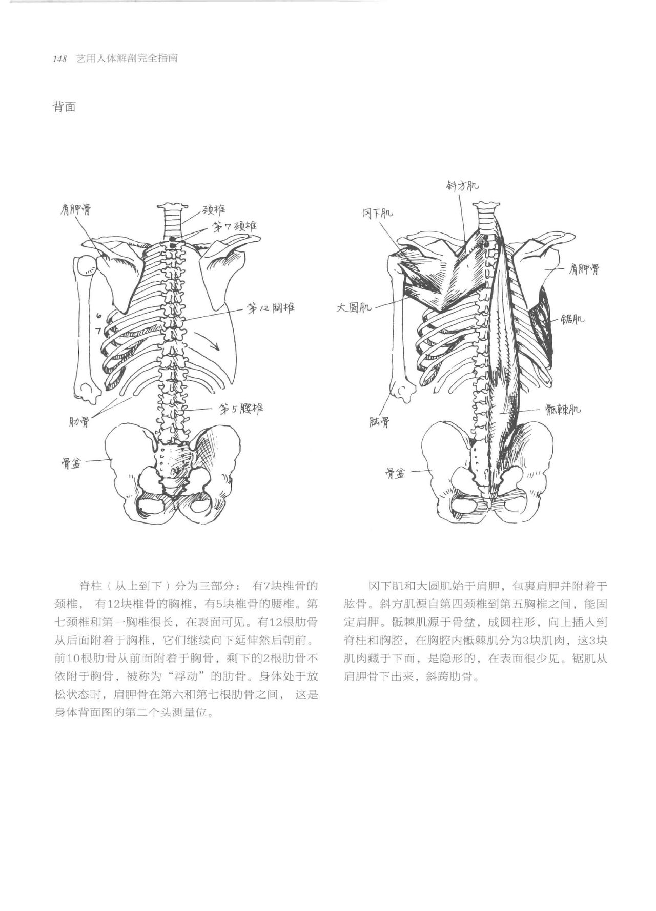 Anatomy-A Complete Guide for Artists - Joseph Sheppard [Chinese] 148