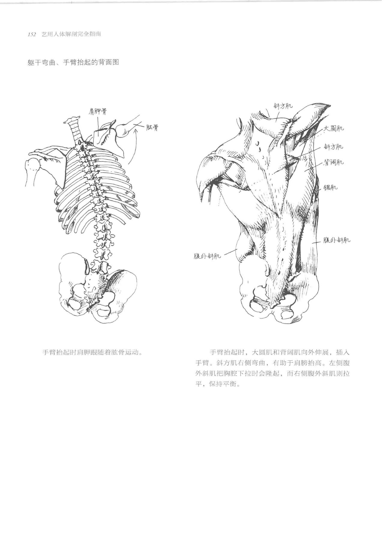 Anatomy-A Complete Guide for Artists - Joseph Sheppard [Chinese] 152