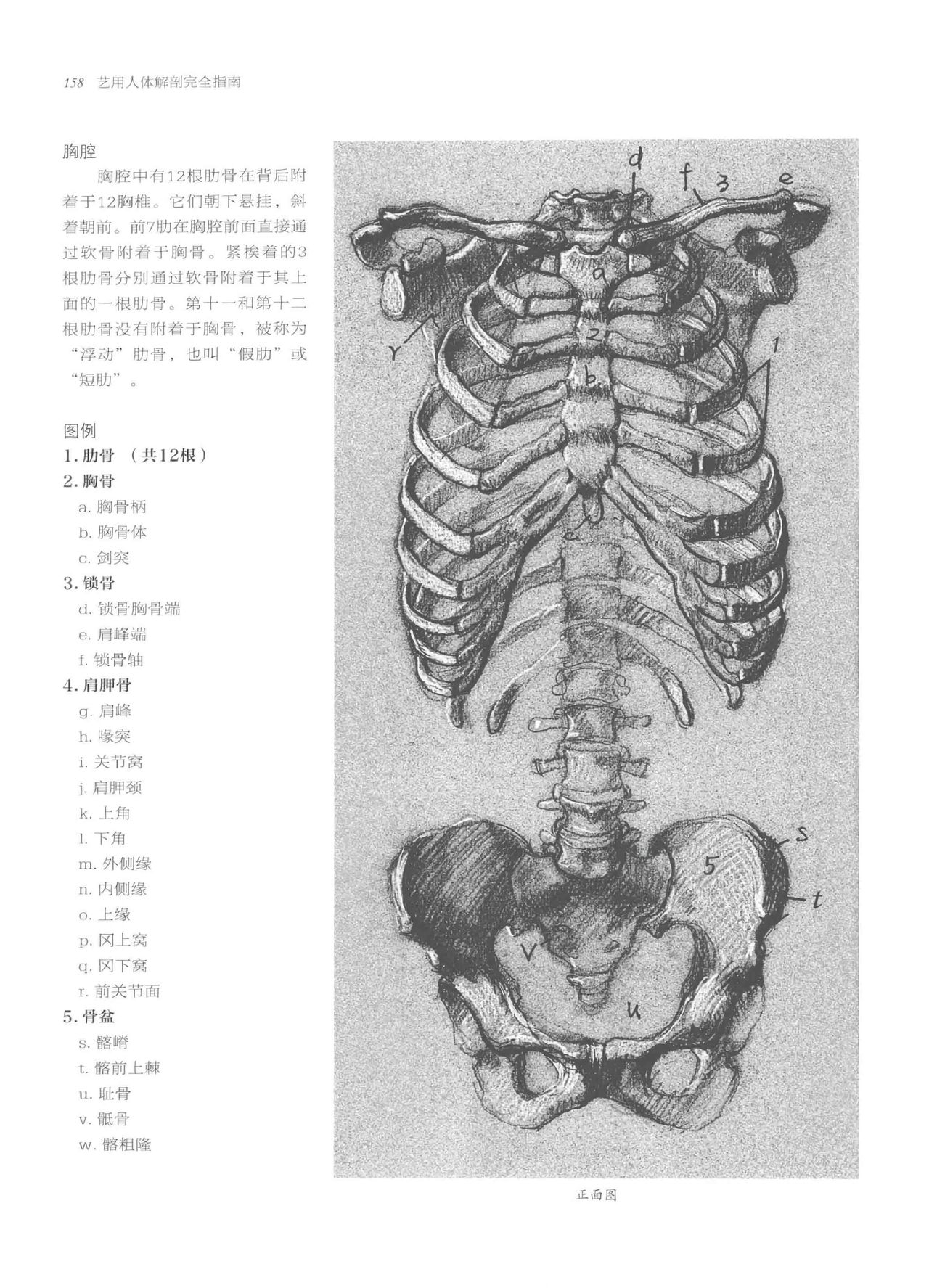 Anatomy-A Complete Guide for Artists - Joseph Sheppard [Chinese] 158