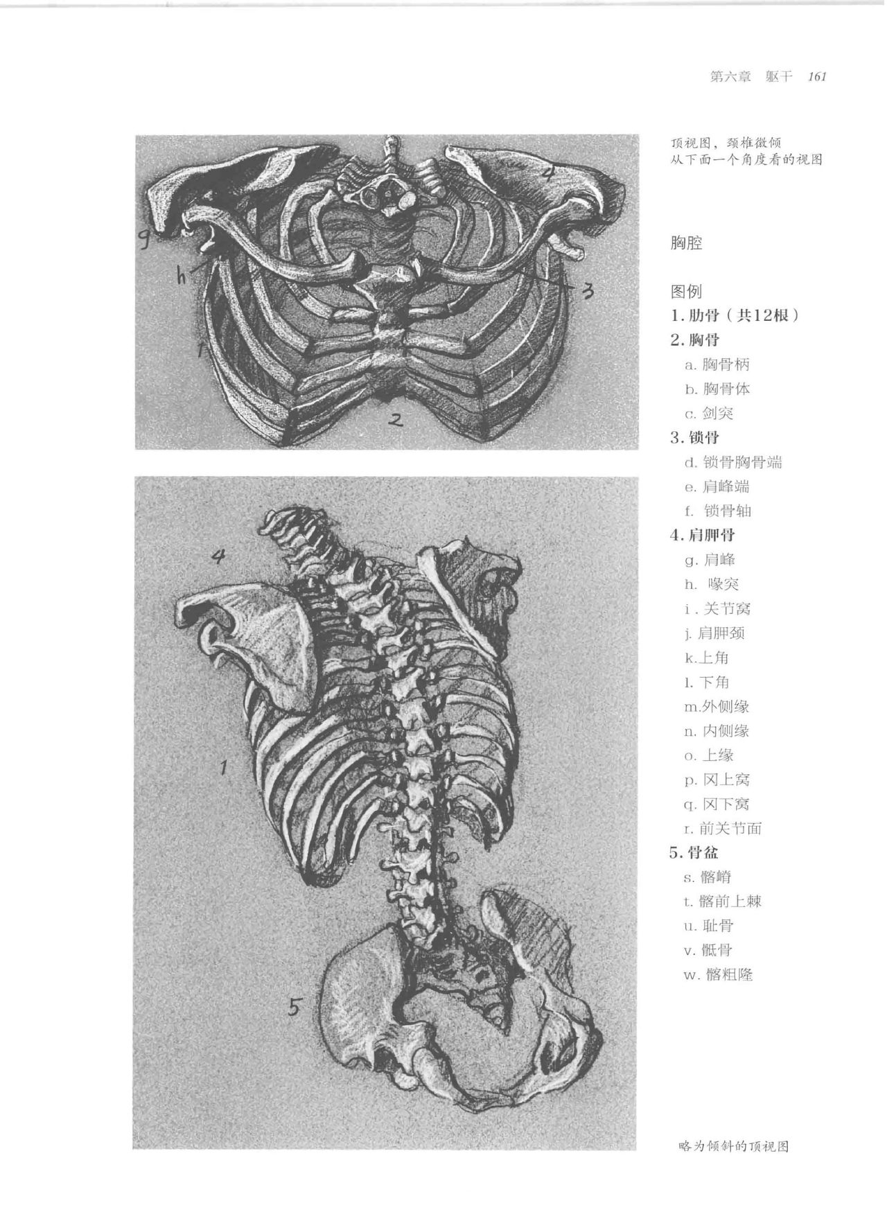 Anatomy-A Complete Guide for Artists - Joseph Sheppard [Chinese] 161