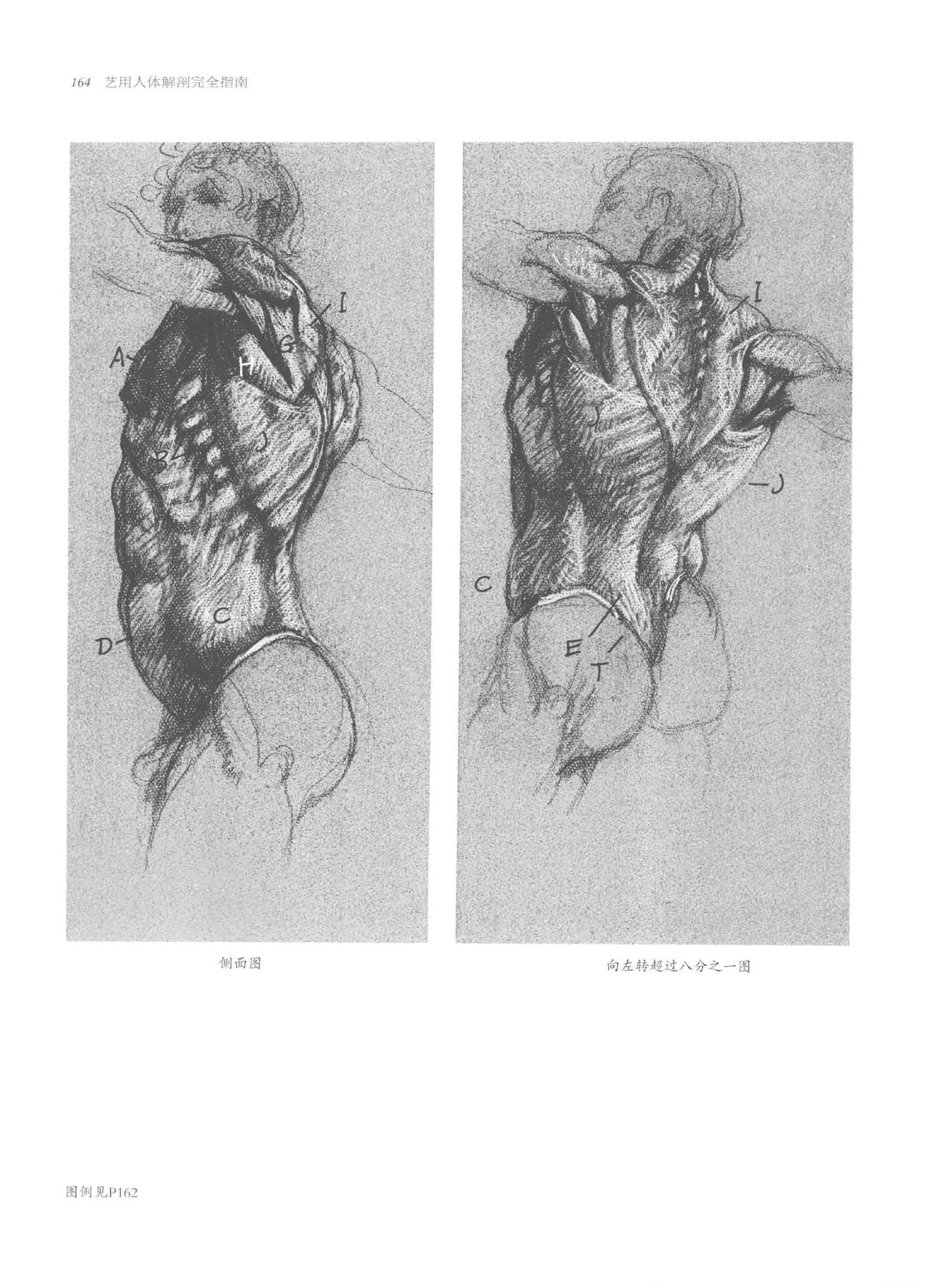 Anatomy-A Complete Guide for Artists - Joseph Sheppard [Chinese] 164