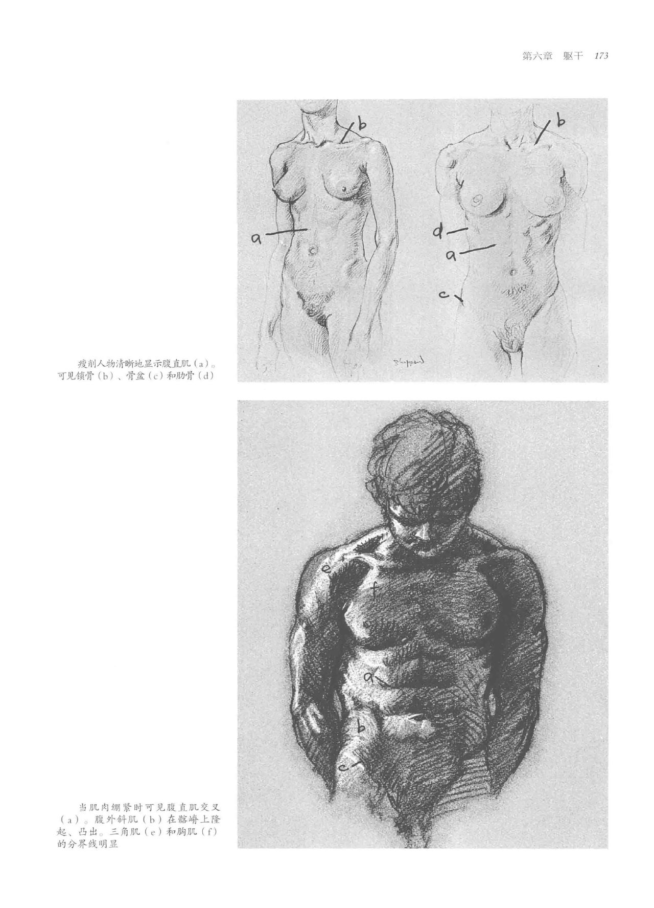 Anatomy-A Complete Guide for Artists - Joseph Sheppard [Chinese] 173