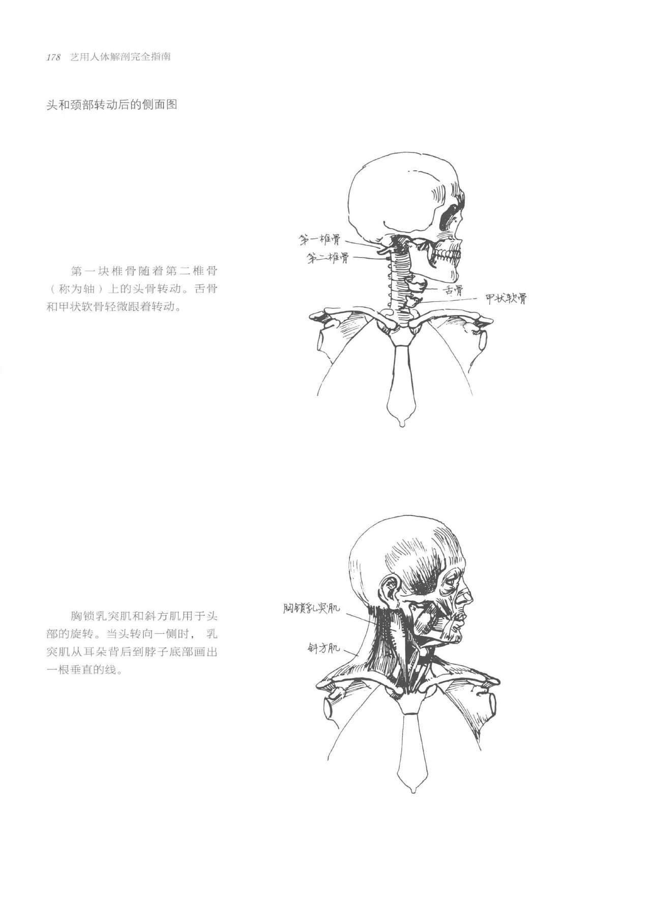 Anatomy-A Complete Guide for Artists - Joseph Sheppard [Chinese] 178