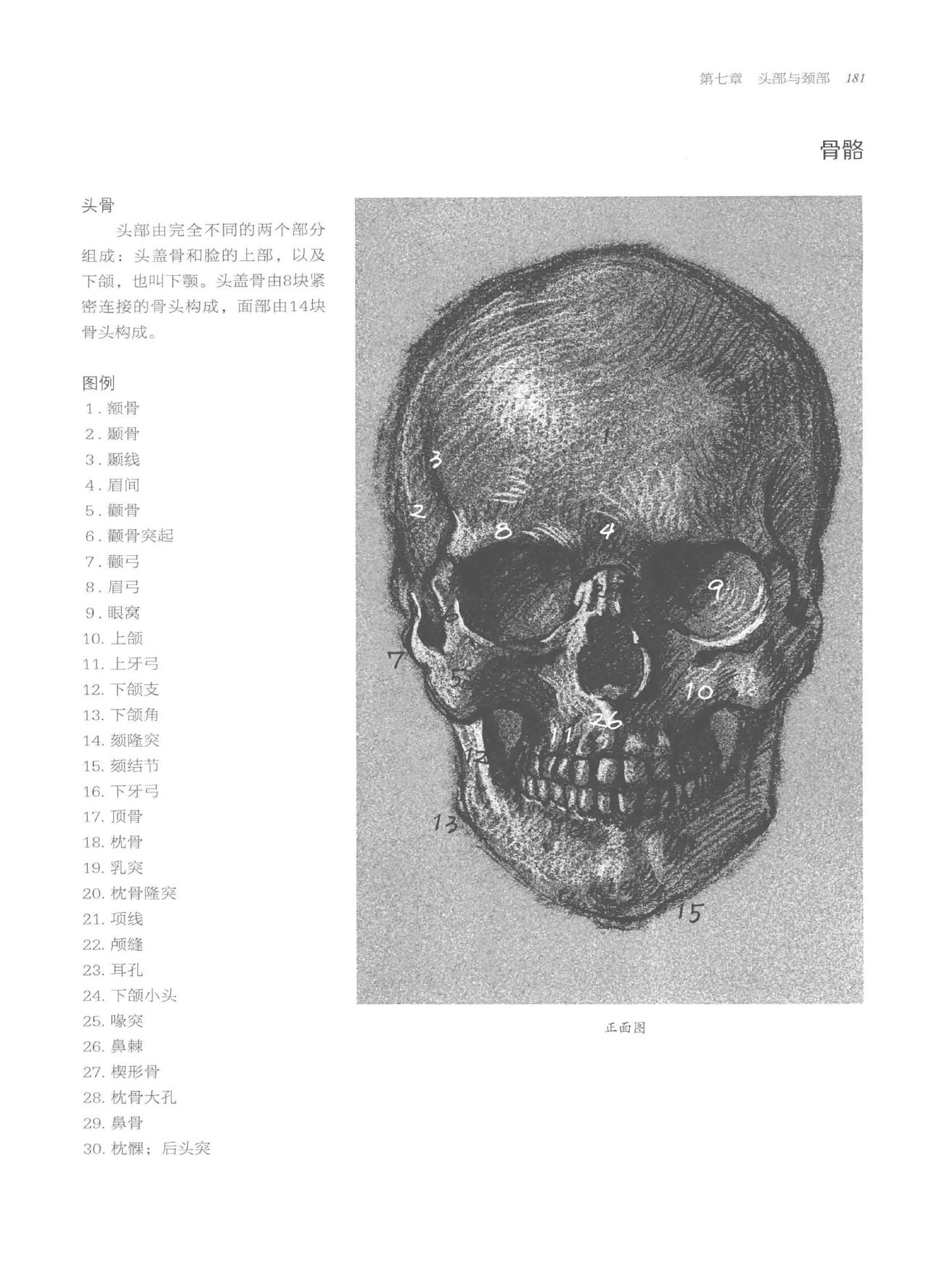 Anatomy-A Complete Guide for Artists - Joseph Sheppard [Chinese] 181