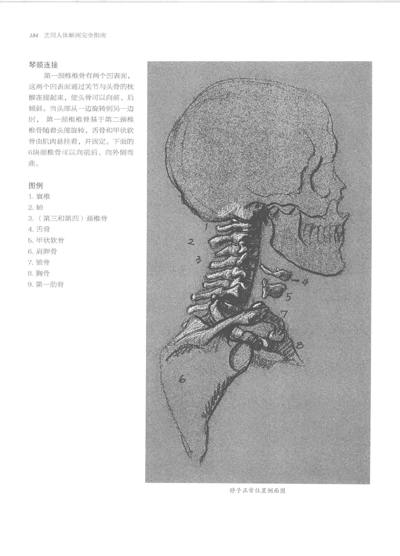 Anatomy-A Complete Guide for Artists - Joseph Sheppard [Chinese] 184