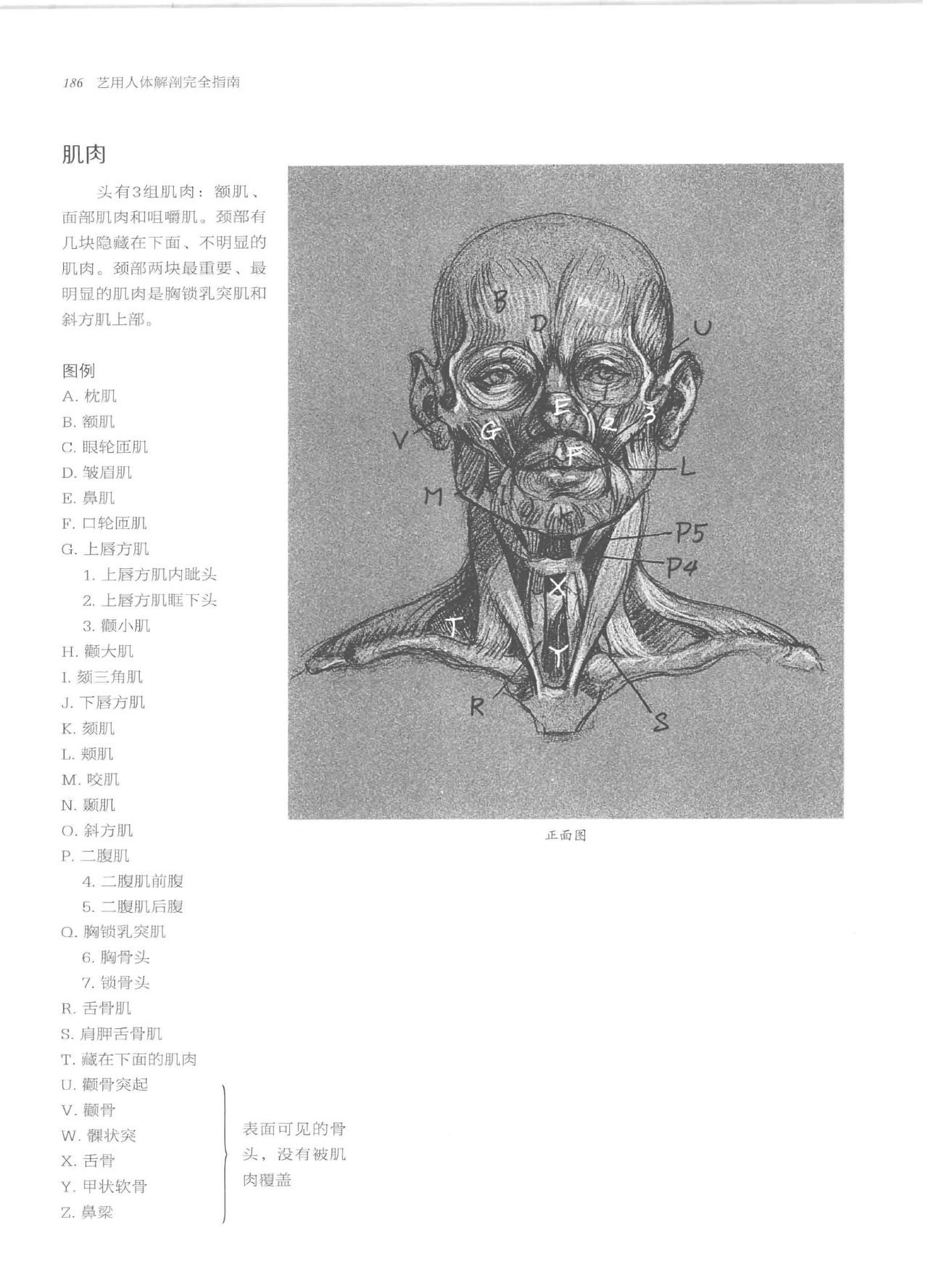 Anatomy-A Complete Guide for Artists - Joseph Sheppard [Chinese] 186
