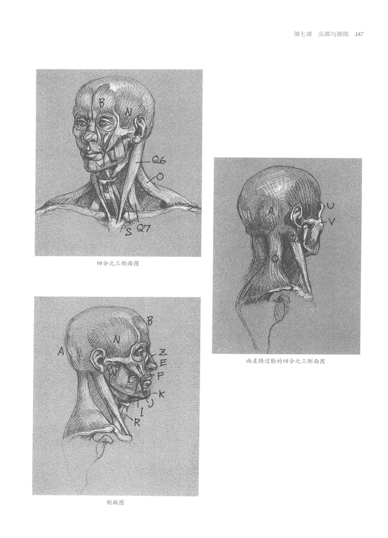 Anatomy-A Complete Guide for Artists - Joseph Sheppard [Chinese] 187