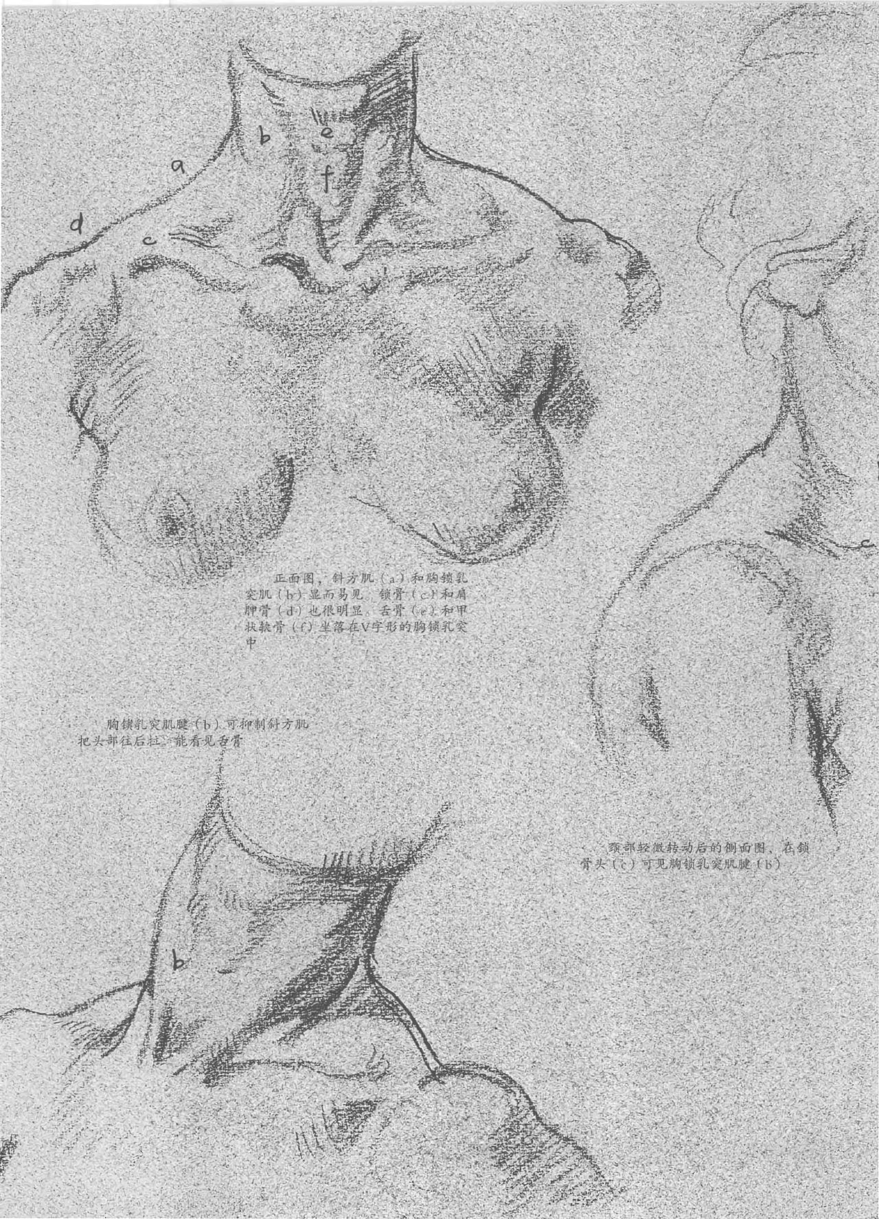 Anatomy-A Complete Guide for Artists - Joseph Sheppard [Chinese] 190