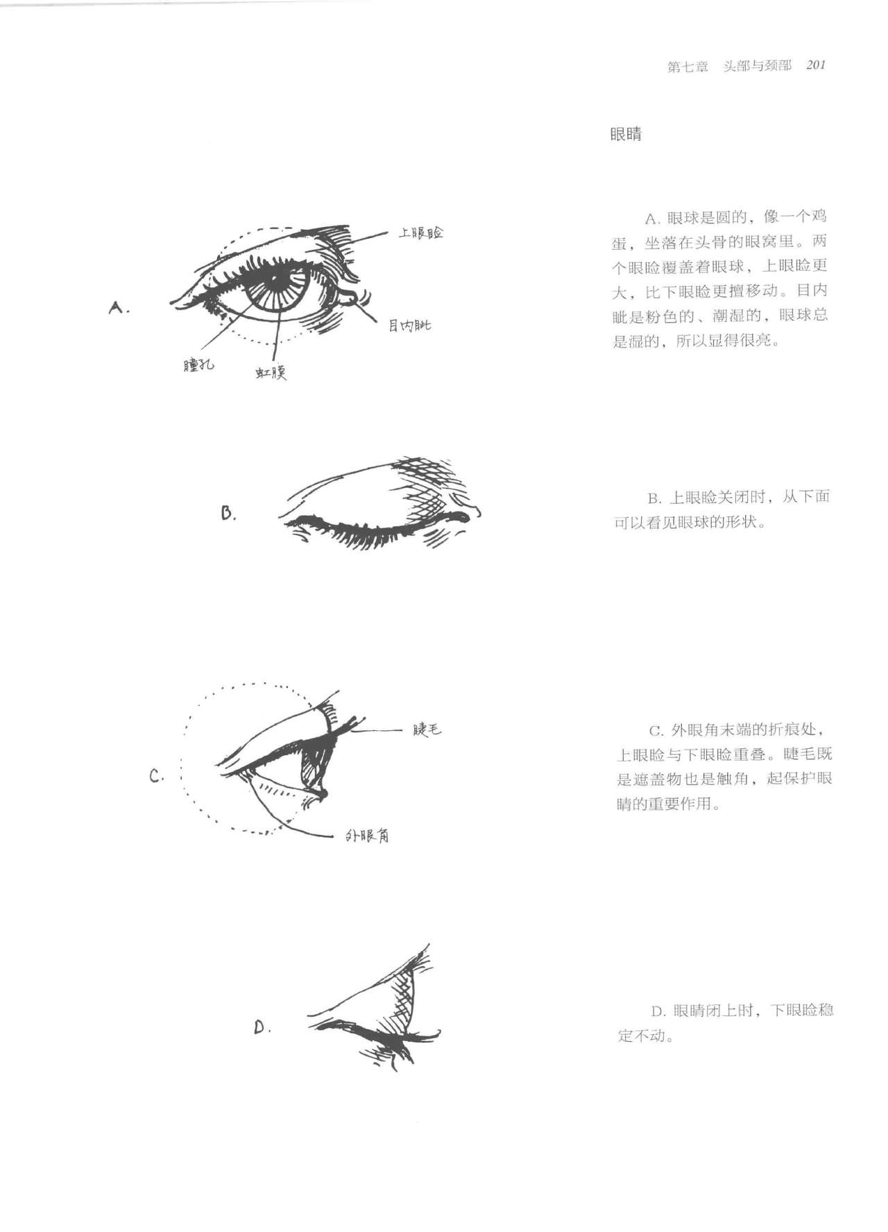 Anatomy-A Complete Guide for Artists - Joseph Sheppard [Chinese] 201