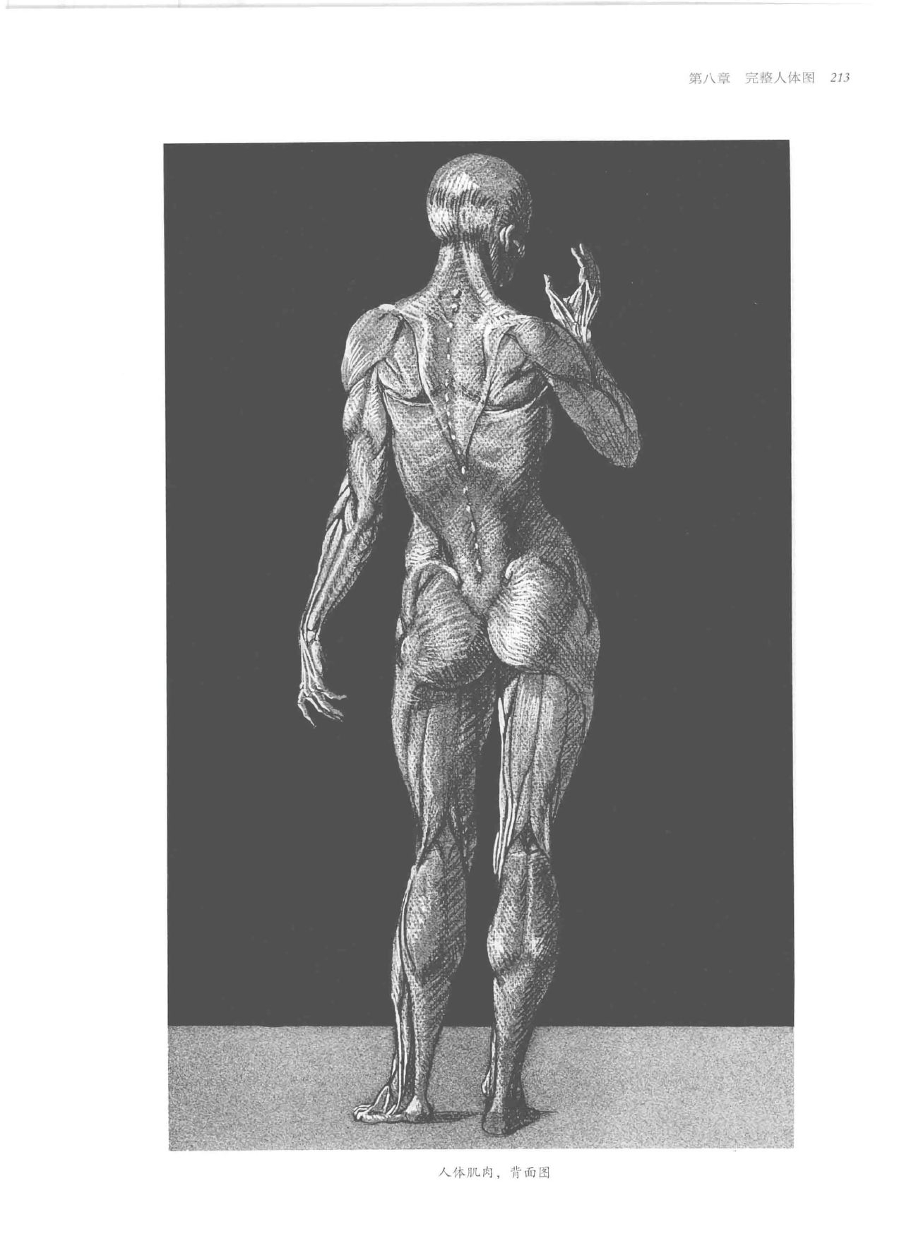 Anatomy-A Complete Guide for Artists - Joseph Sheppard [Chinese] 213