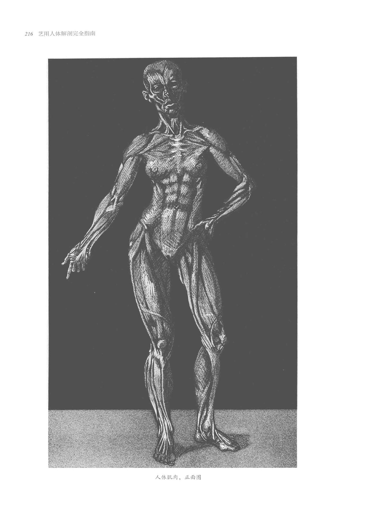 Anatomy-A Complete Guide for Artists - Joseph Sheppard [Chinese] 216
