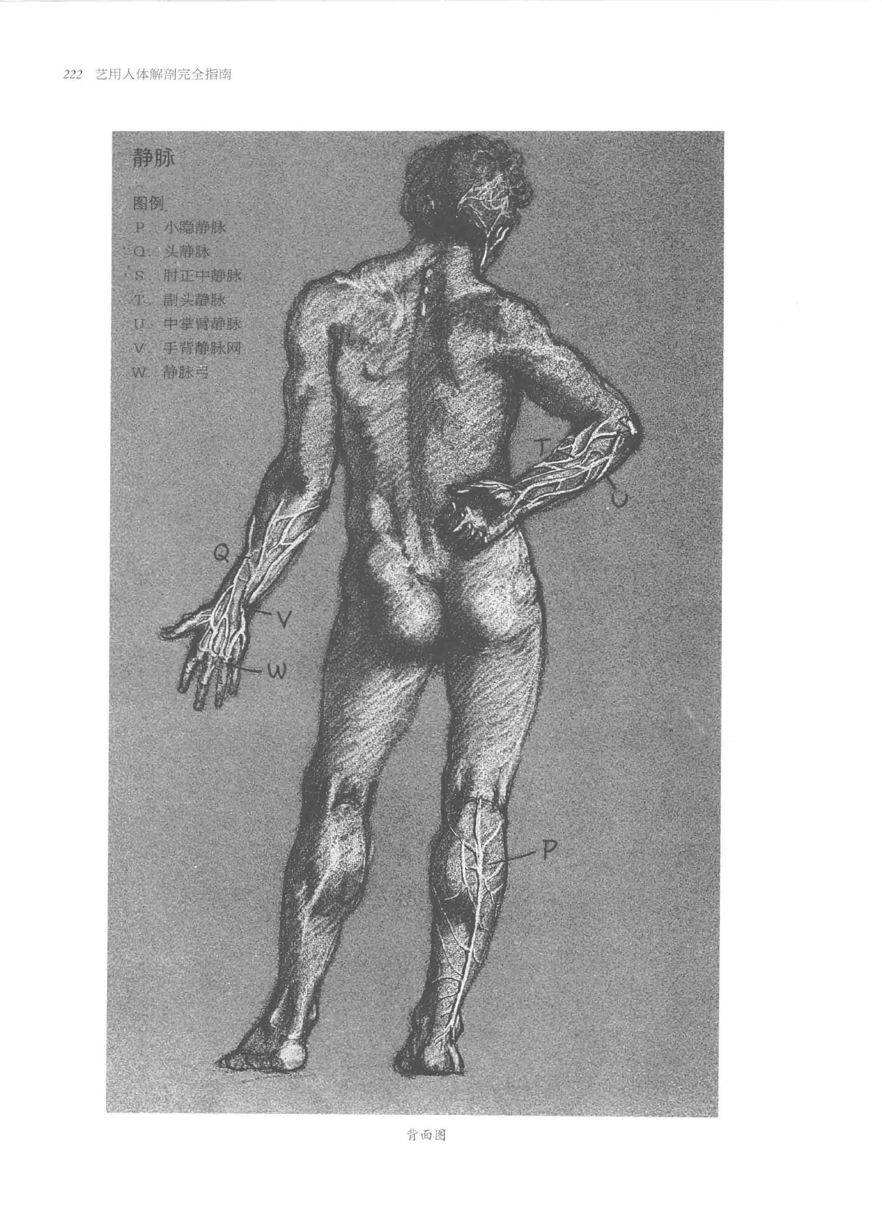 Anatomy-A Complete Guide for Artists - Joseph Sheppard [Chinese] 222