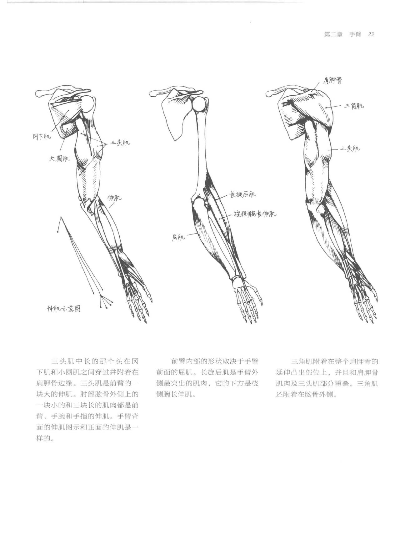 Anatomy-A Complete Guide for Artists - Joseph Sheppard [Chinese] 23