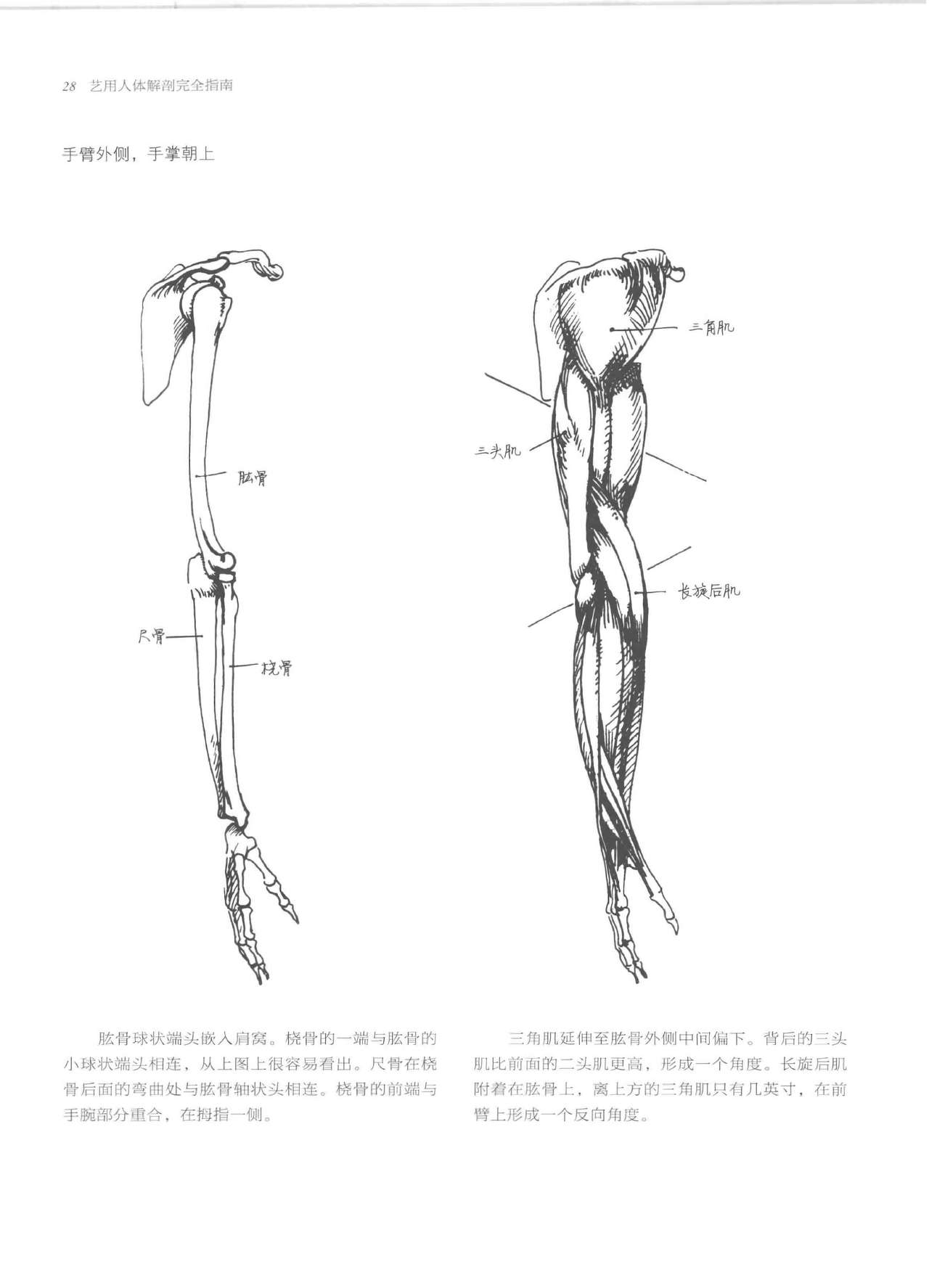 Anatomy-A Complete Guide for Artists - Joseph Sheppard [Chinese] 28
