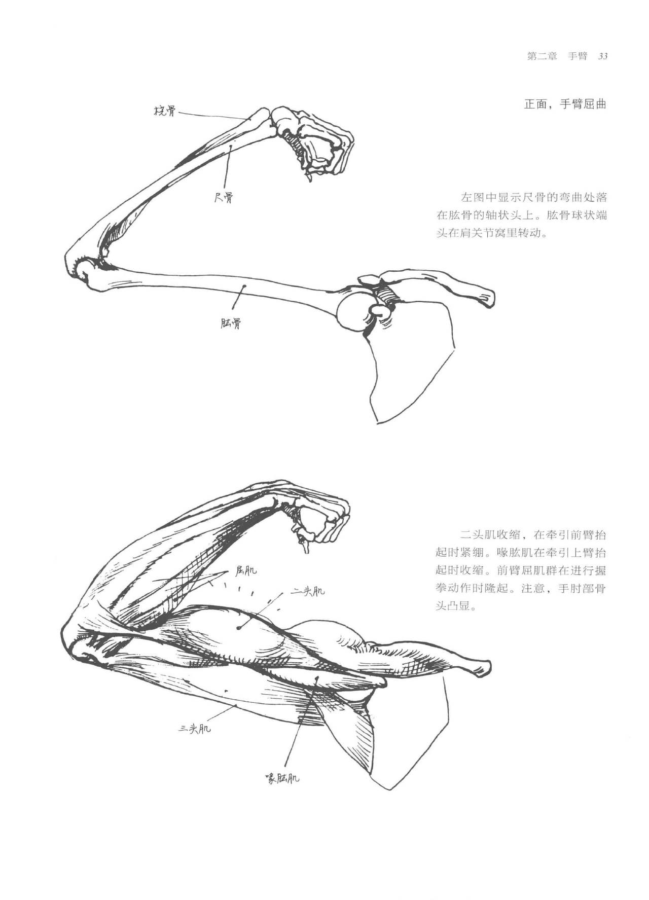 Anatomy-A Complete Guide for Artists - Joseph Sheppard [Chinese] 33