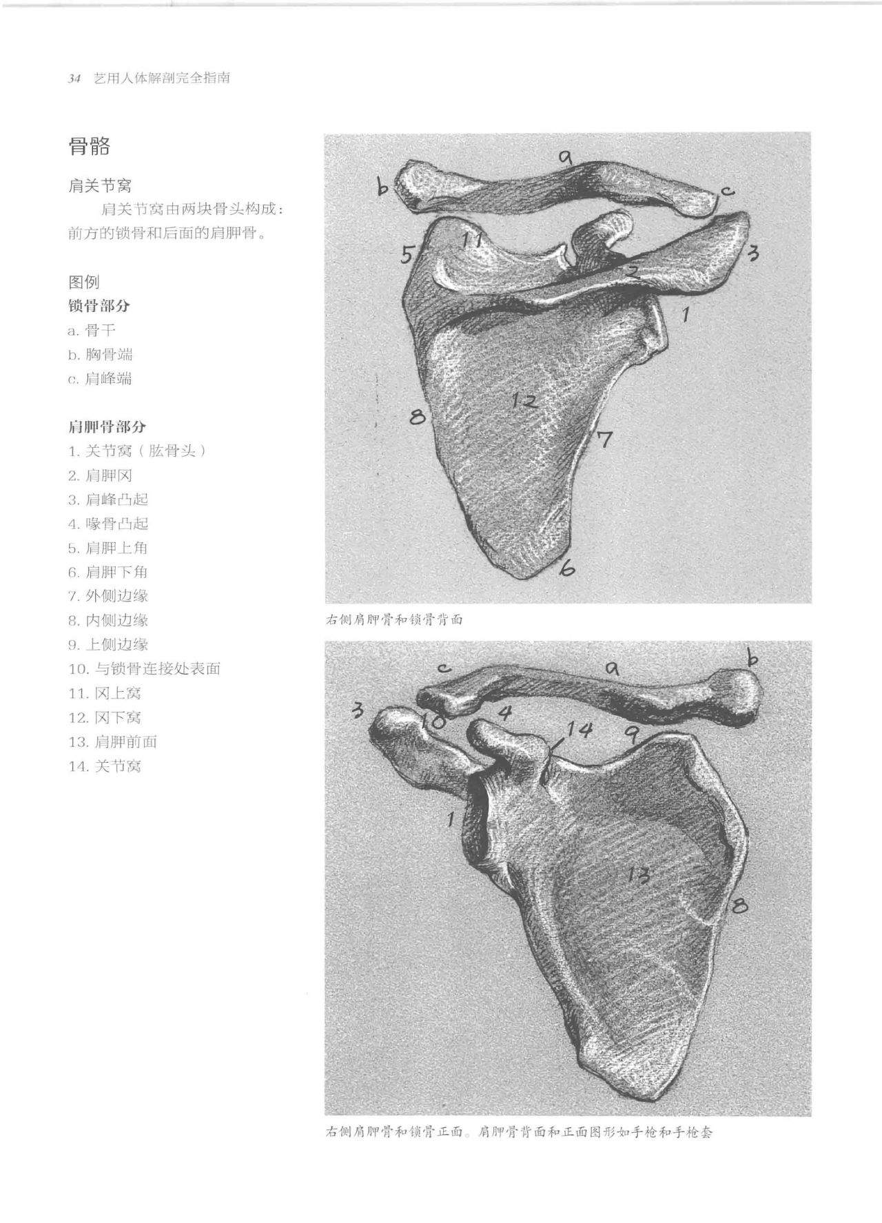 Anatomy-A Complete Guide for Artists - Joseph Sheppard [Chinese] 34