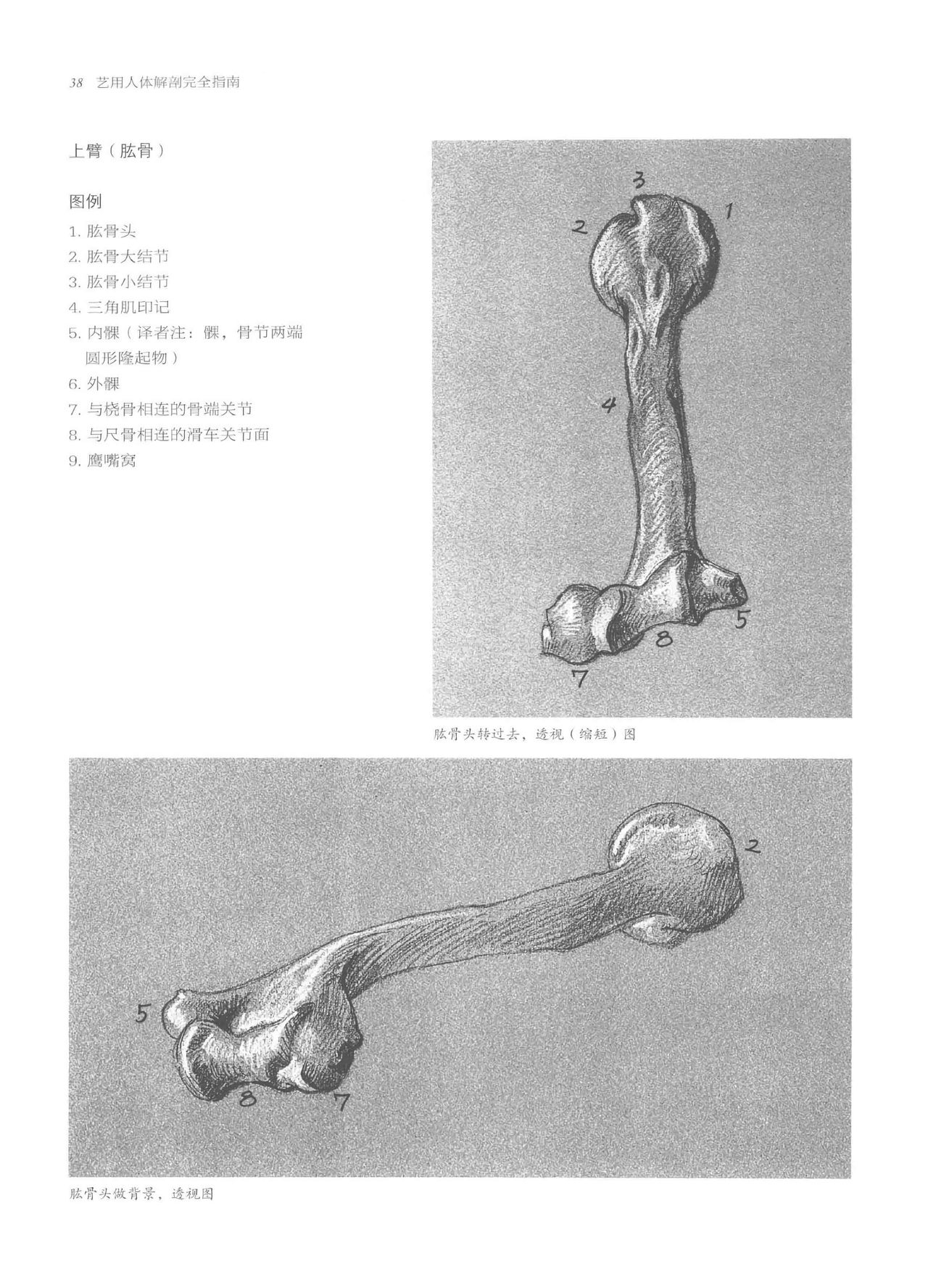 Anatomy-A Complete Guide for Artists - Joseph Sheppard [Chinese] 38