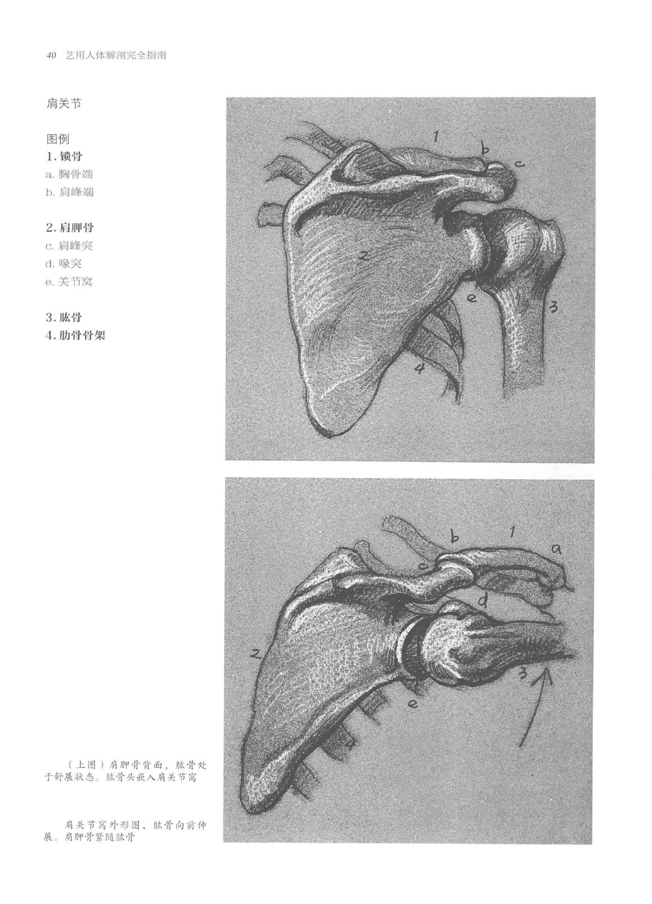 Anatomy-A Complete Guide for Artists - Joseph Sheppard [Chinese] 40