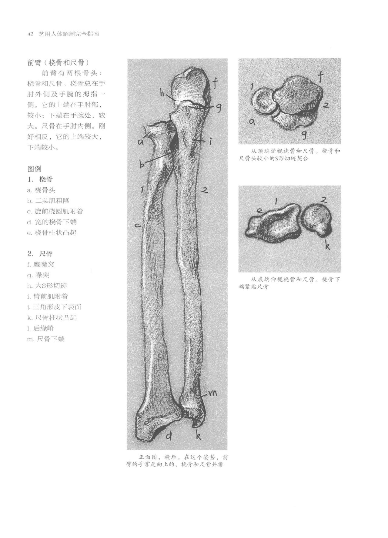 Anatomy-A Complete Guide for Artists - Joseph Sheppard [Chinese] 42