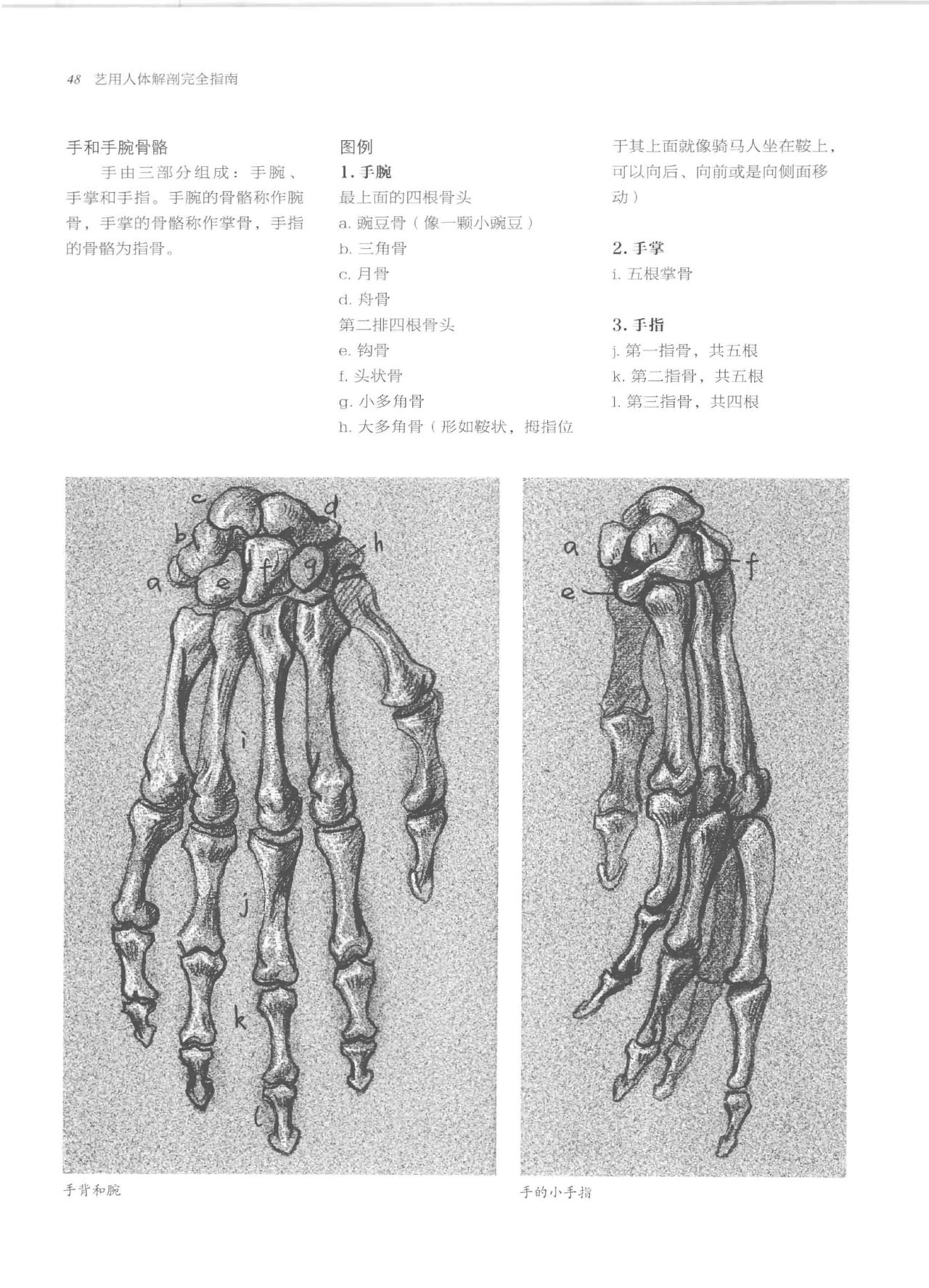Anatomy-A Complete Guide for Artists - Joseph Sheppard [Chinese] 48