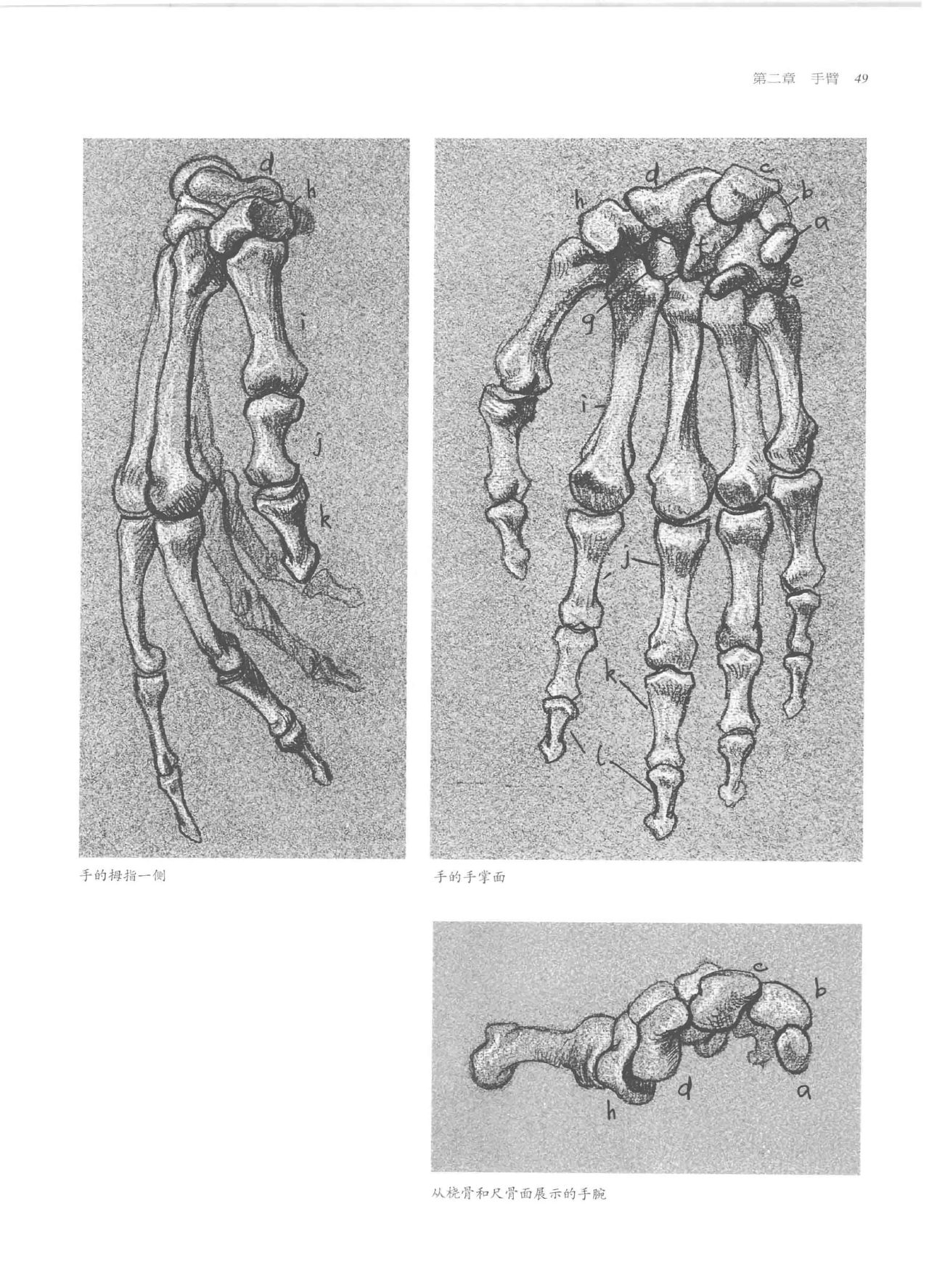 Anatomy-A Complete Guide for Artists - Joseph Sheppard [Chinese] 49