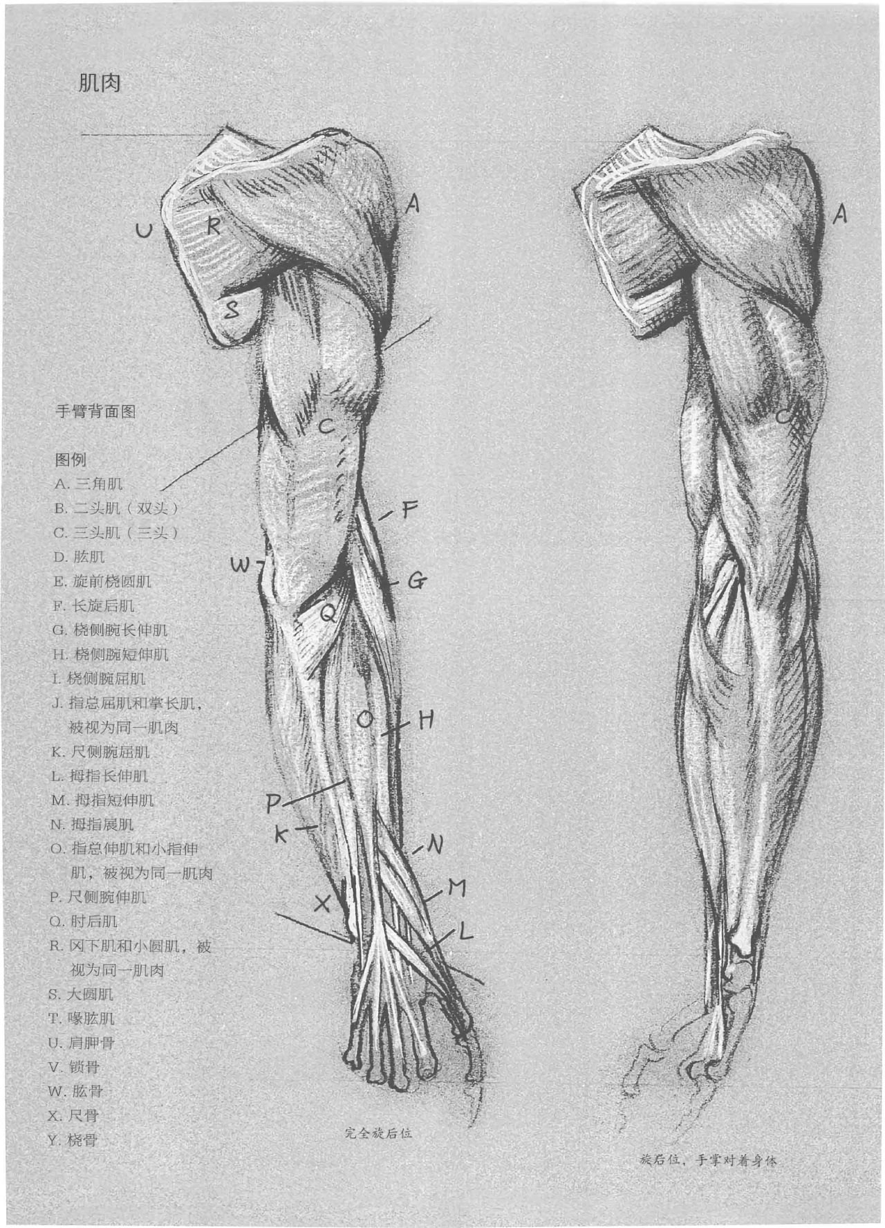 Anatomy-A Complete Guide for Artists - Joseph Sheppard [Chinese] 52