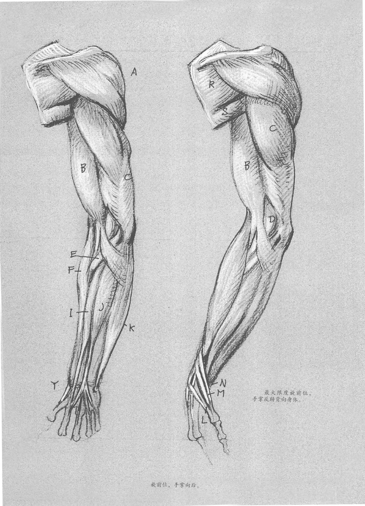 Anatomy-A Complete Guide for Artists - Joseph Sheppard [Chinese] 53