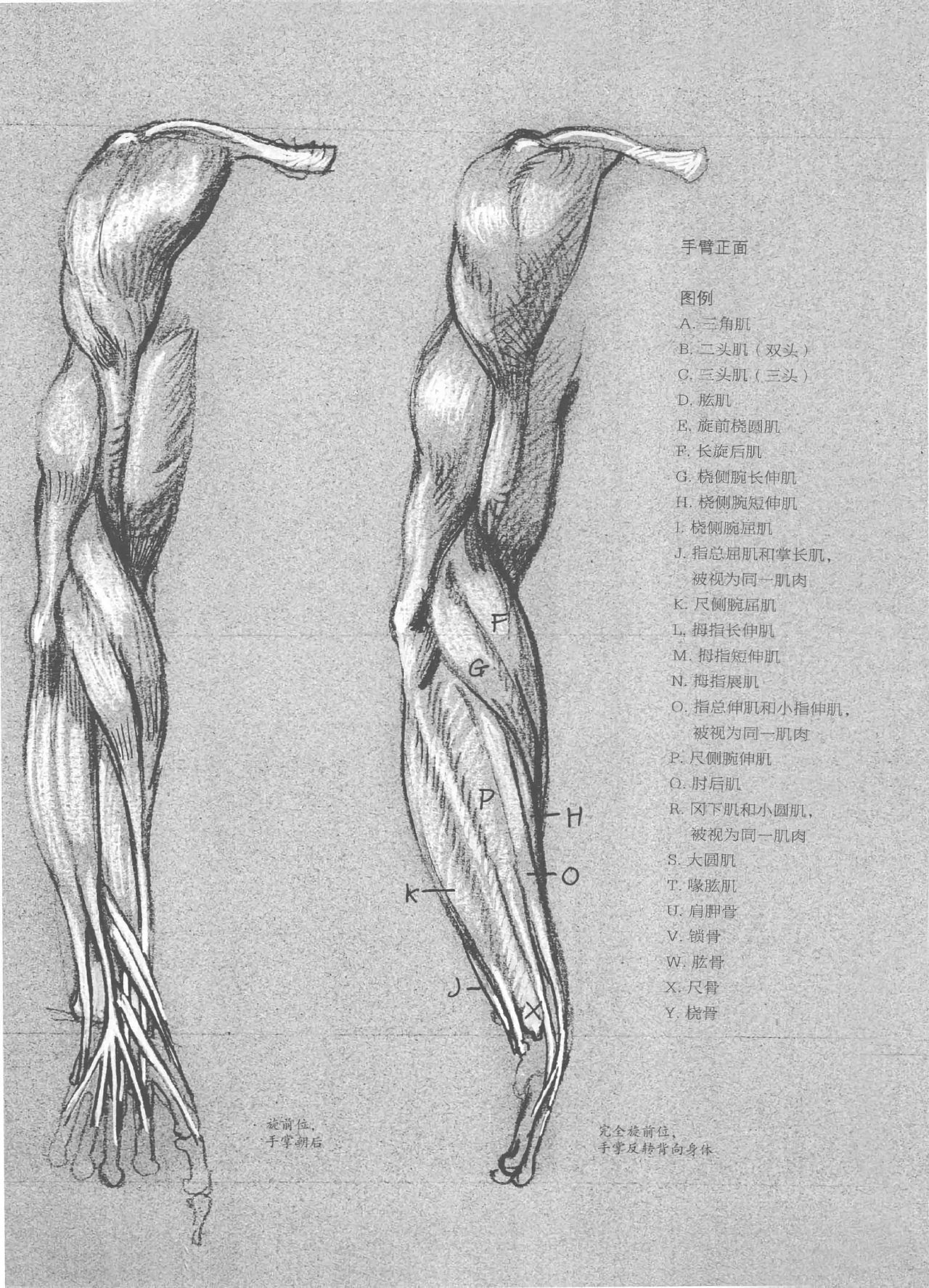 Anatomy-A Complete Guide for Artists - Joseph Sheppard [Chinese] 55