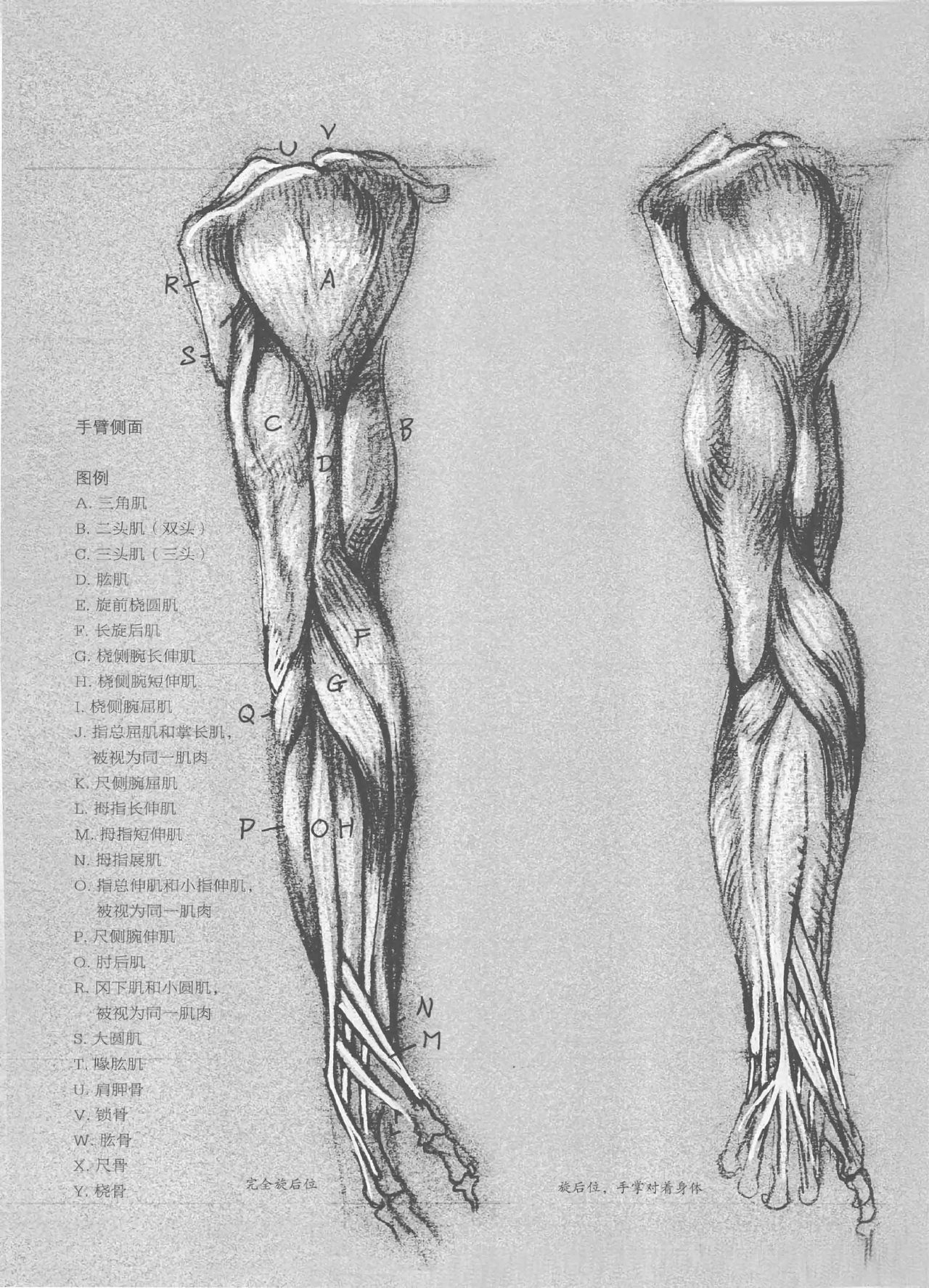 Anatomy-A Complete Guide for Artists - Joseph Sheppard [Chinese] 56