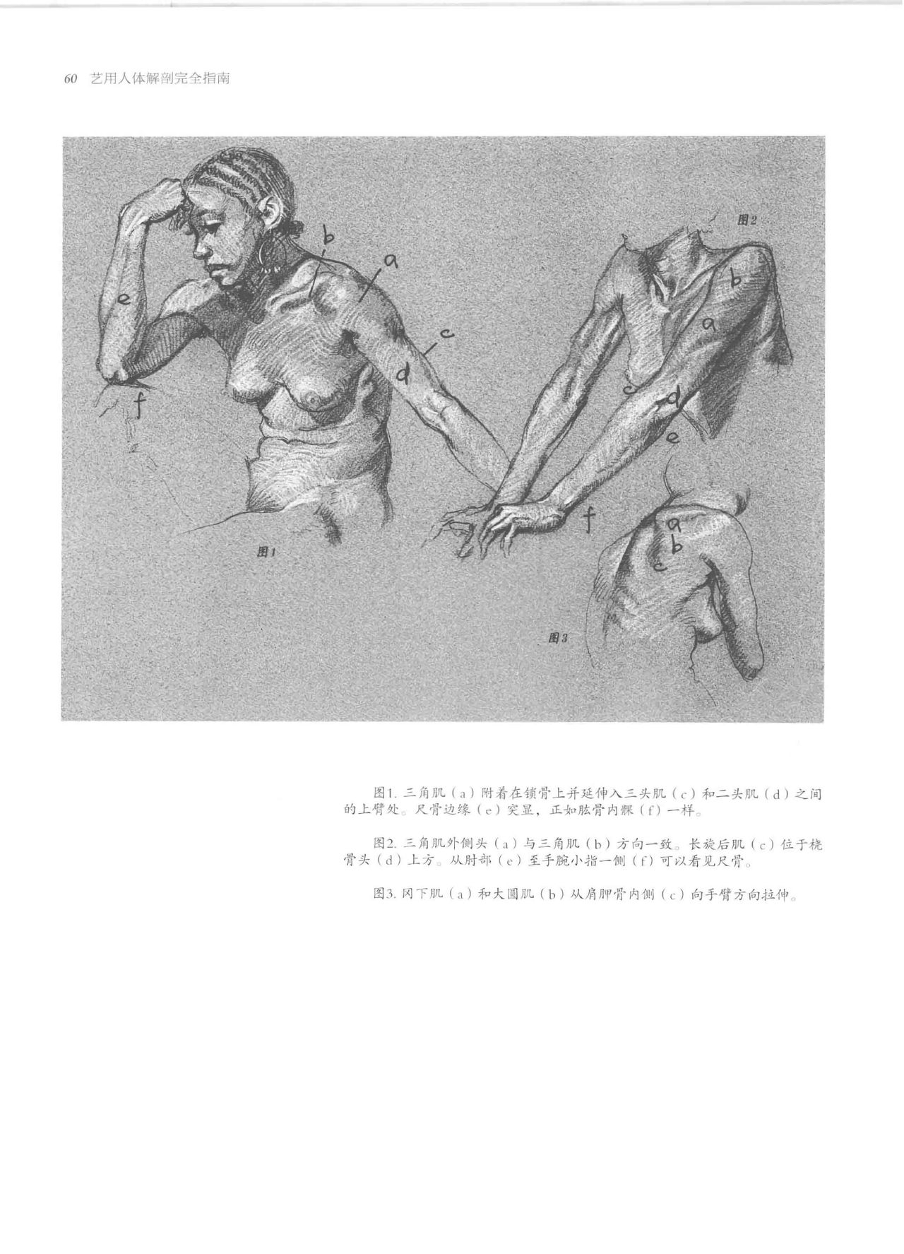 Anatomy-A Complete Guide for Artists - Joseph Sheppard [Chinese] 60