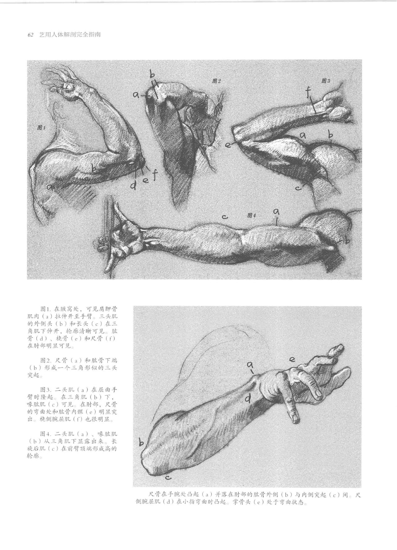 Anatomy-A Complete Guide for Artists - Joseph Sheppard [Chinese] 62