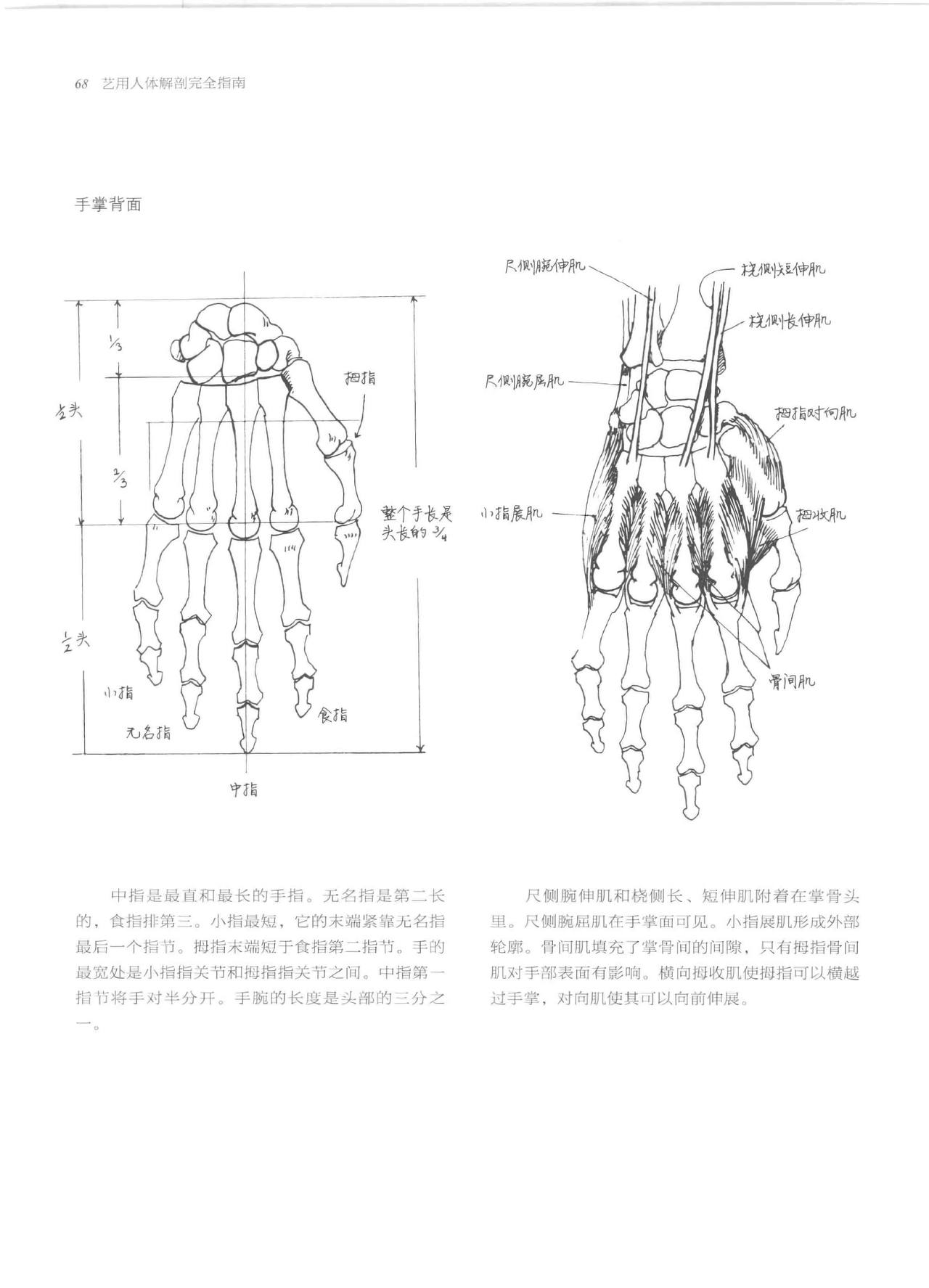 Anatomy-A Complete Guide for Artists - Joseph Sheppard [Chinese] 68