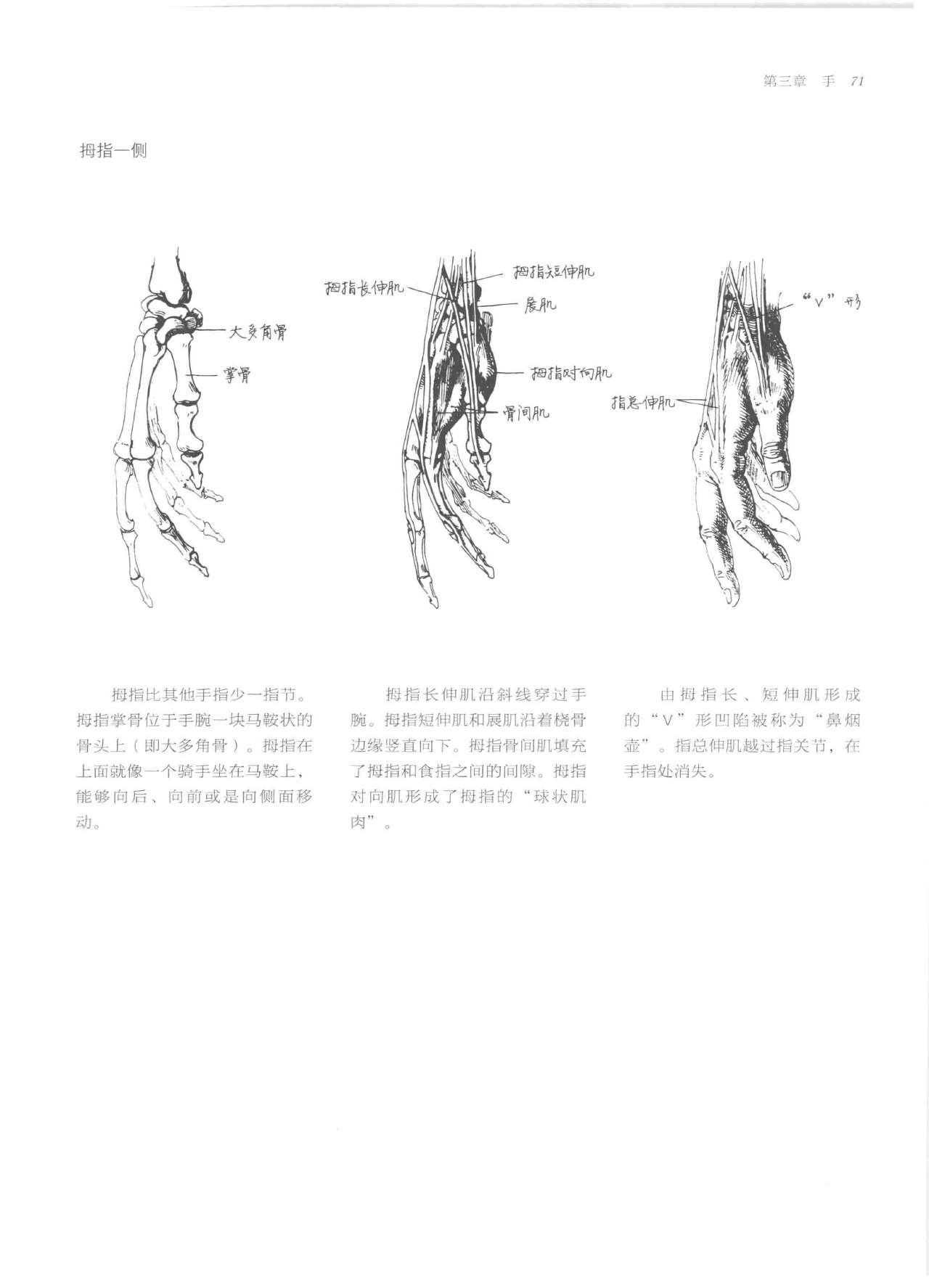 Anatomy-A Complete Guide for Artists - Joseph Sheppard [Chinese] 71